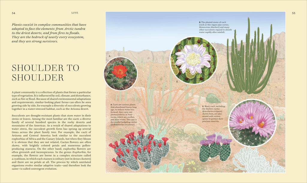 Wildflowers-Spread, Image, (PRHC, Design, Do, Not, Use)-3