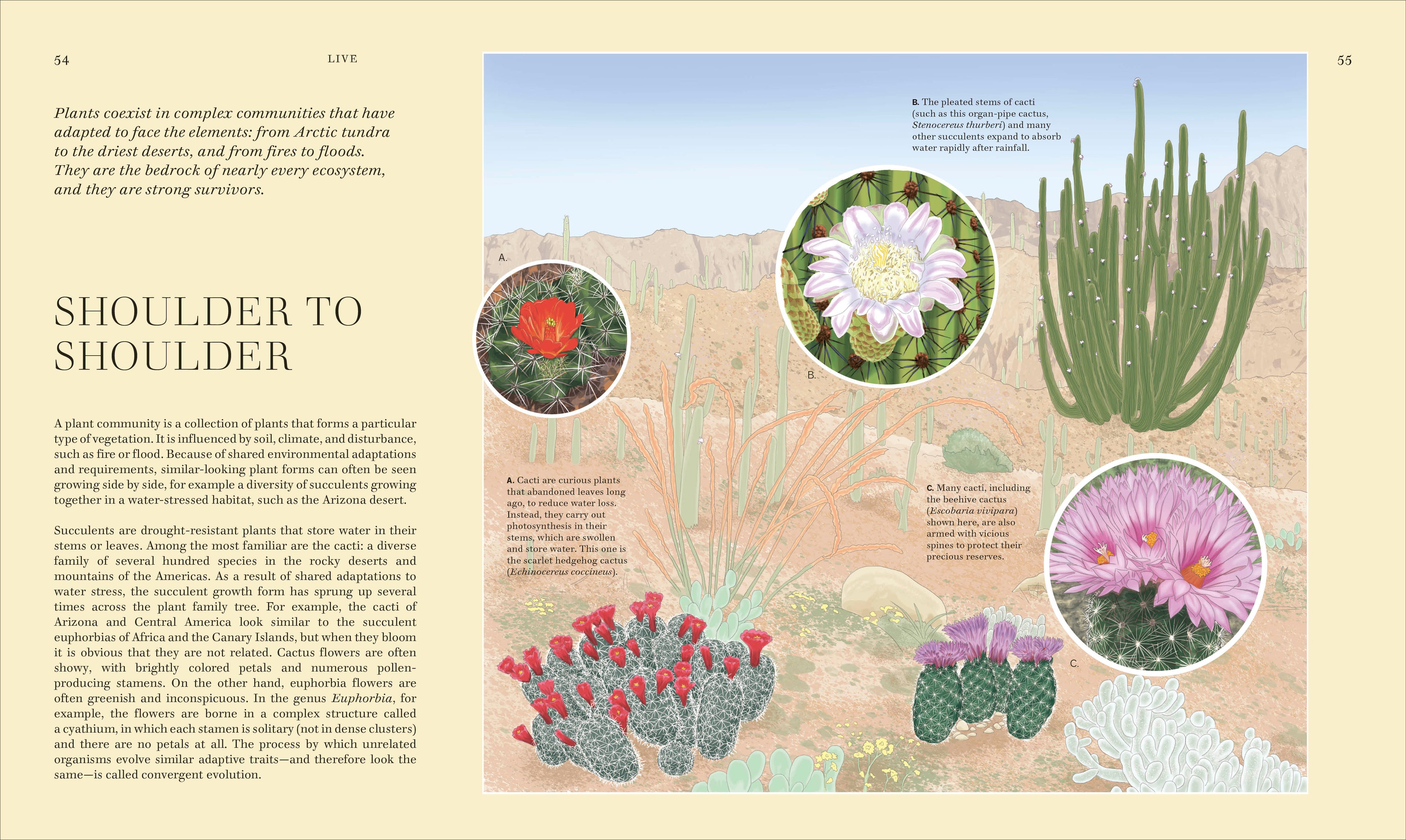 Wildflowers-Spread, Image, (PRHC, Design, Do, Not, Use)-3