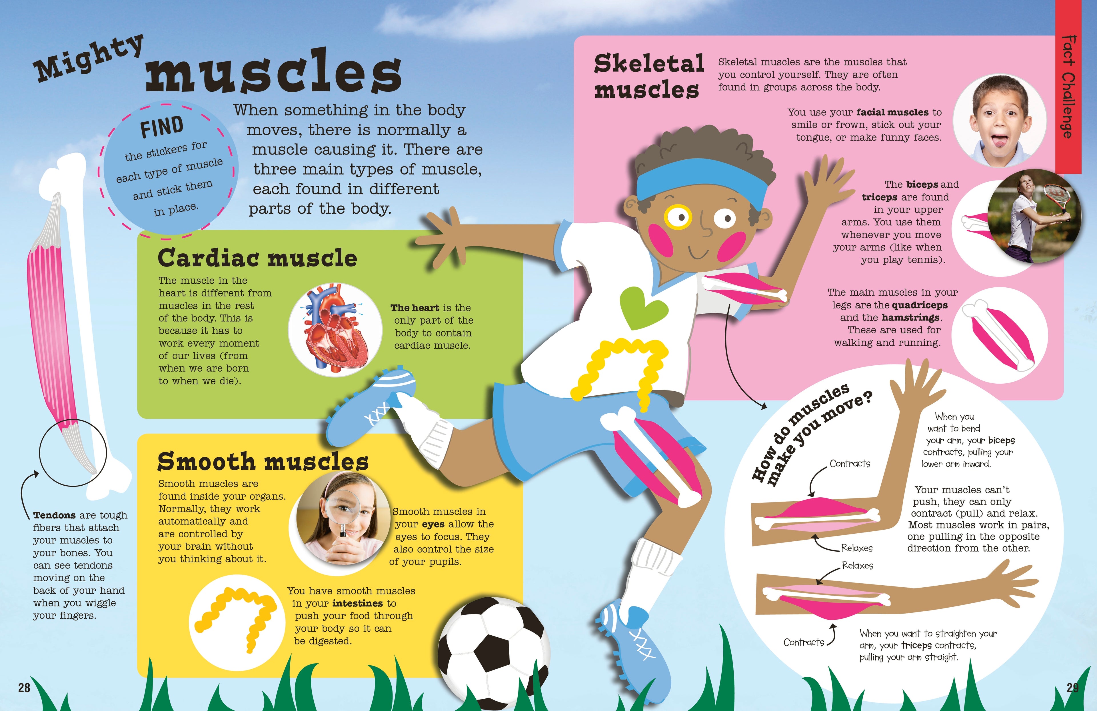 Ultimate Factivity Collection: Human Body