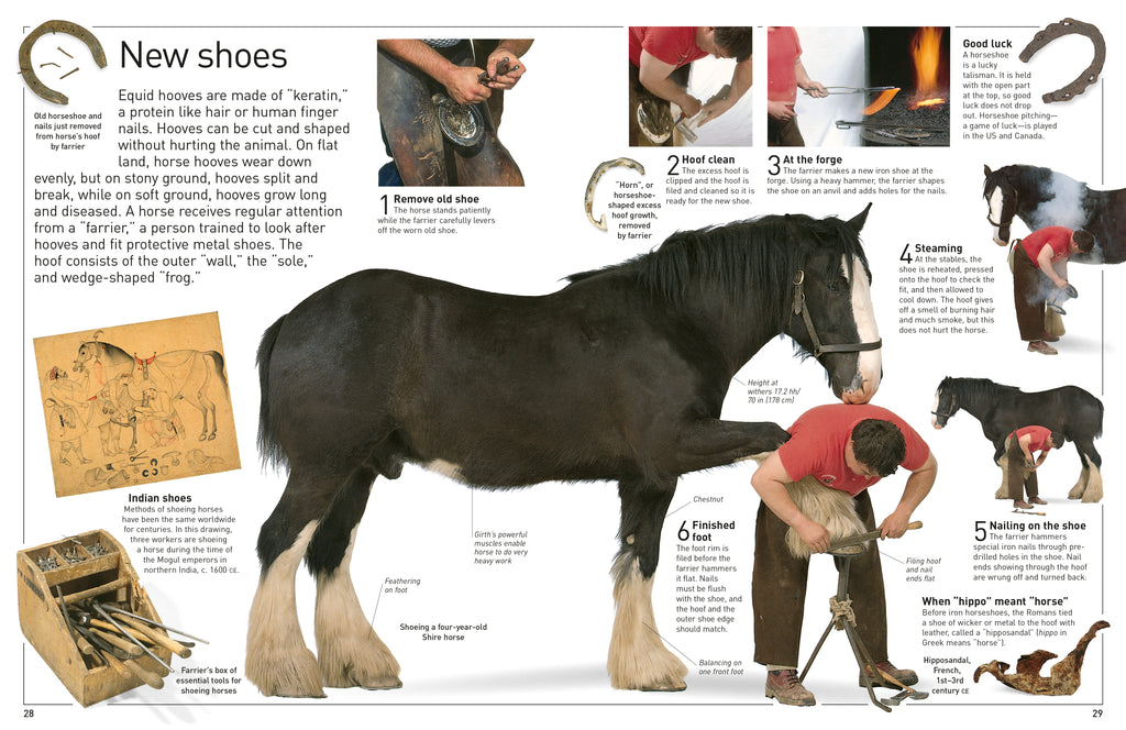 DK Eyewitness Books: Horse