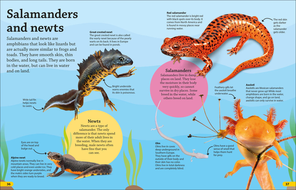 DKfindout! Reptiles and Amphibians
