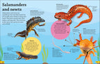 DKfindout! Reptiles and Amphibians