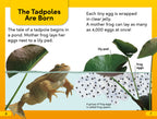 DK Super Readers Level 2 Tale of a Tadpole