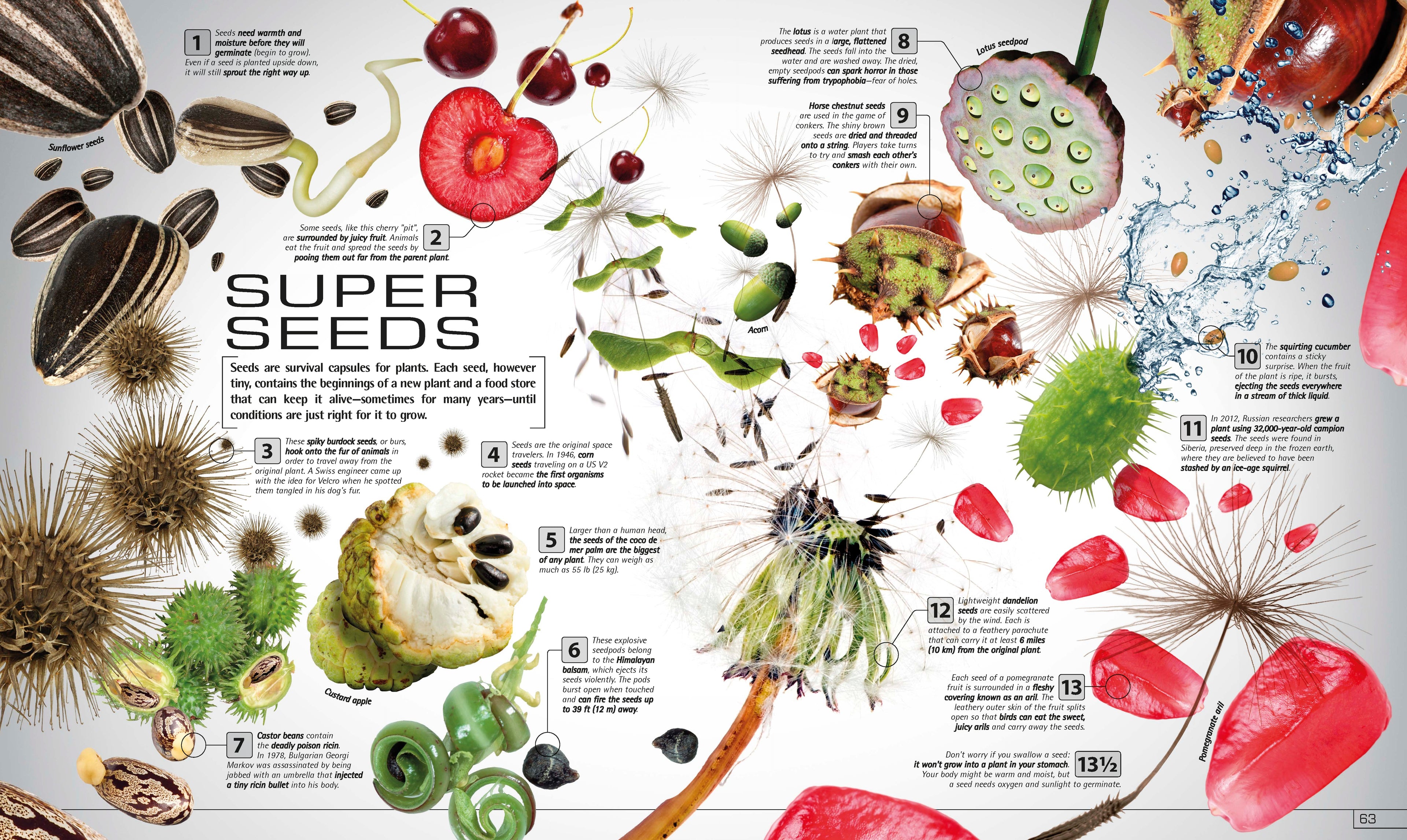 13½ Incredible Things You Need to Know About Everything