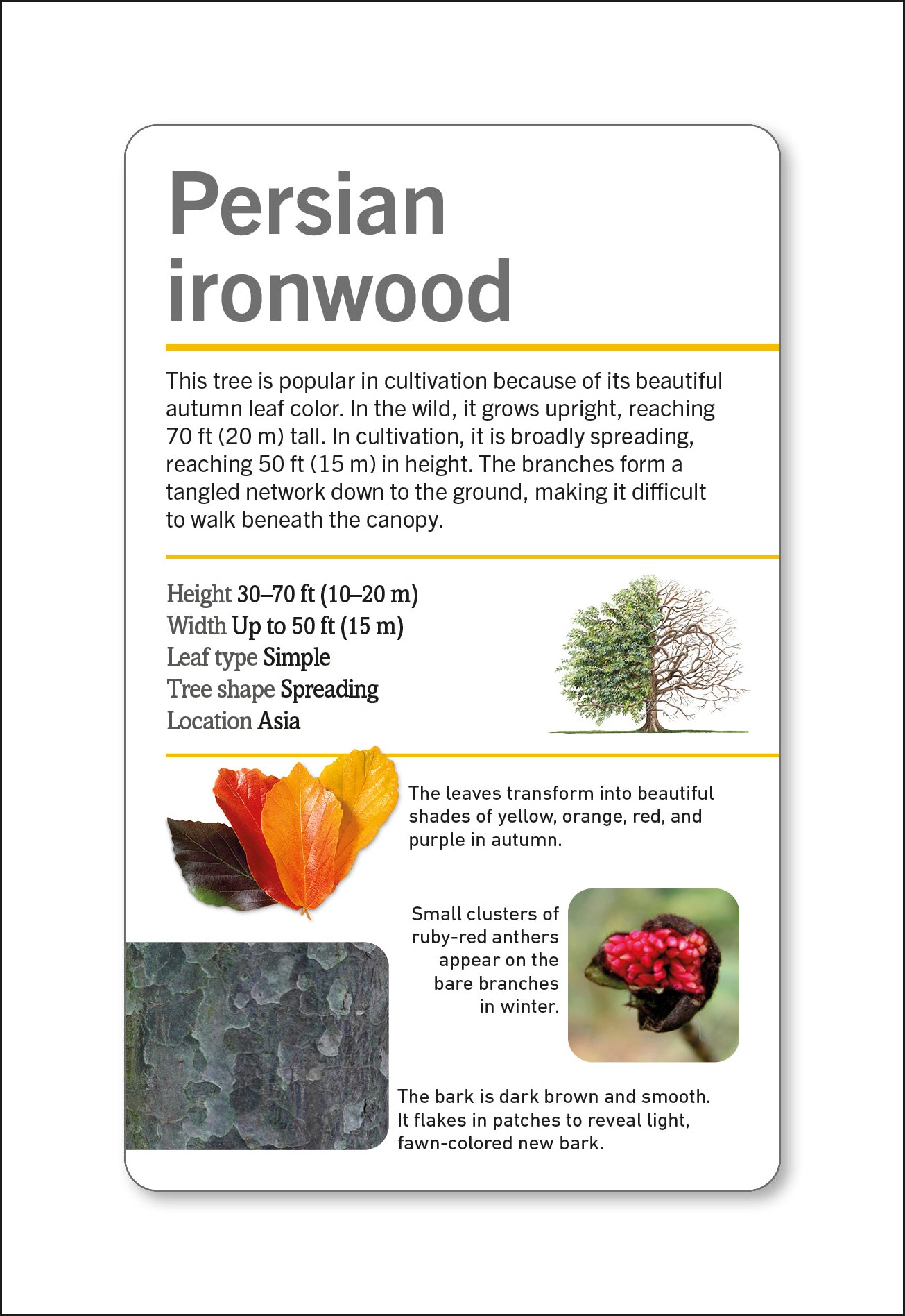 Our World in Pictures Trees of the World Flash Cards-Spread, Image, (PRHC, Design, Do, Not, Use)-10