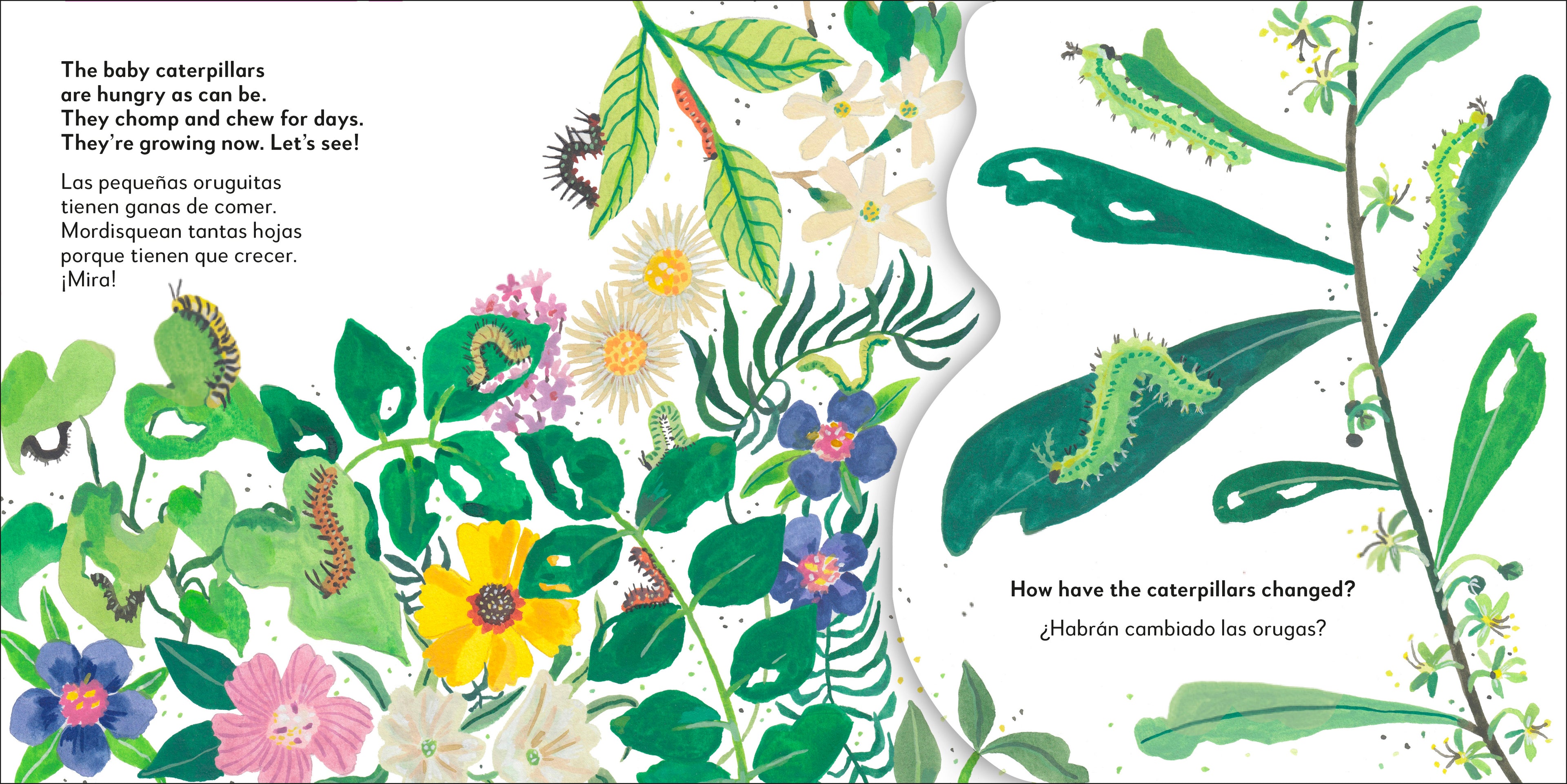 Bilingual Pop-Up Peekaboo! Butterfly - La mariposa-image