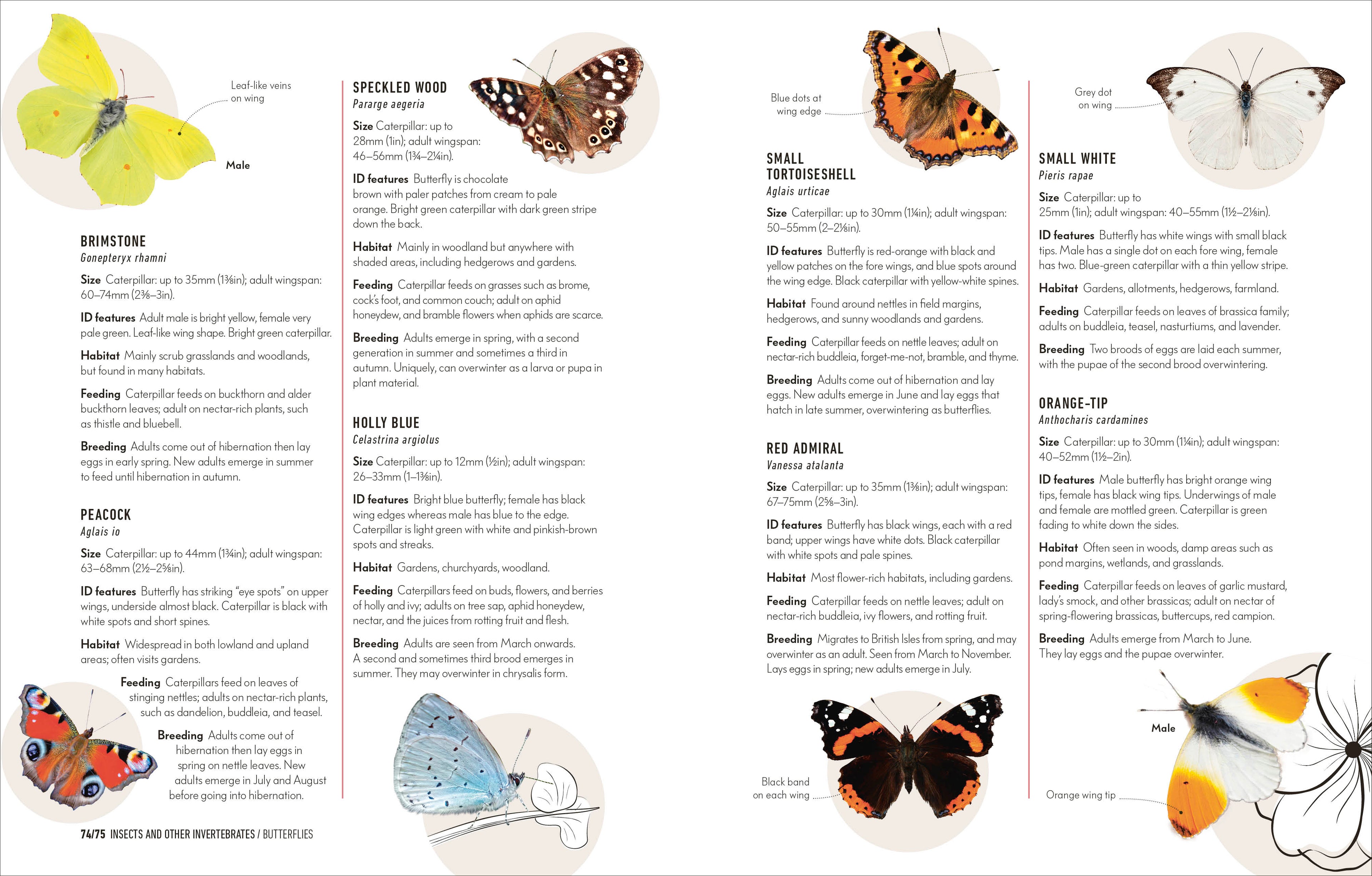 How to Attract Wildlife to Your Garden-Spread, Image, (PRHC, Design, Do, Not, Use)-12