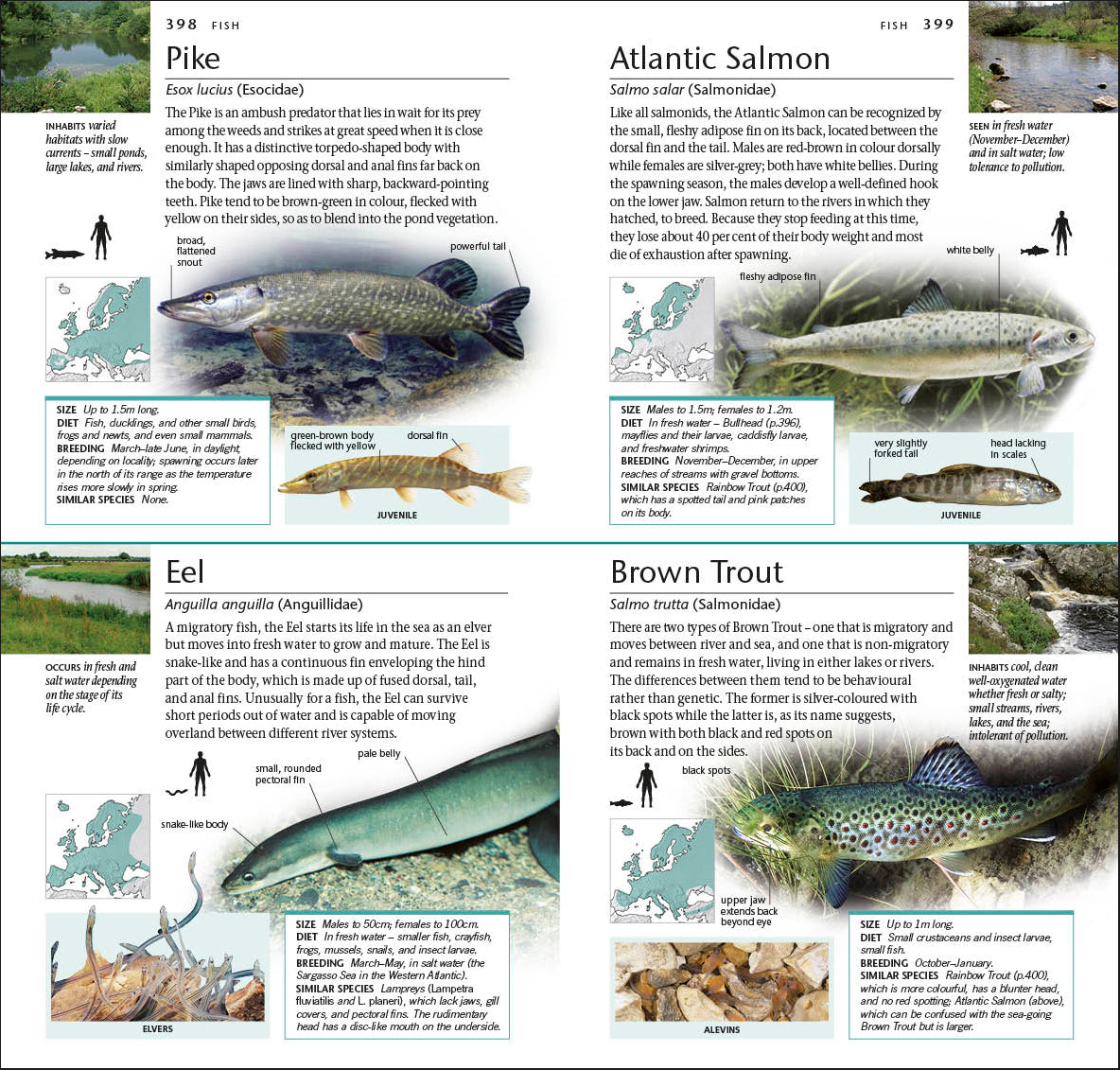 Pocket Nature Wildlife of Britain and Ireland