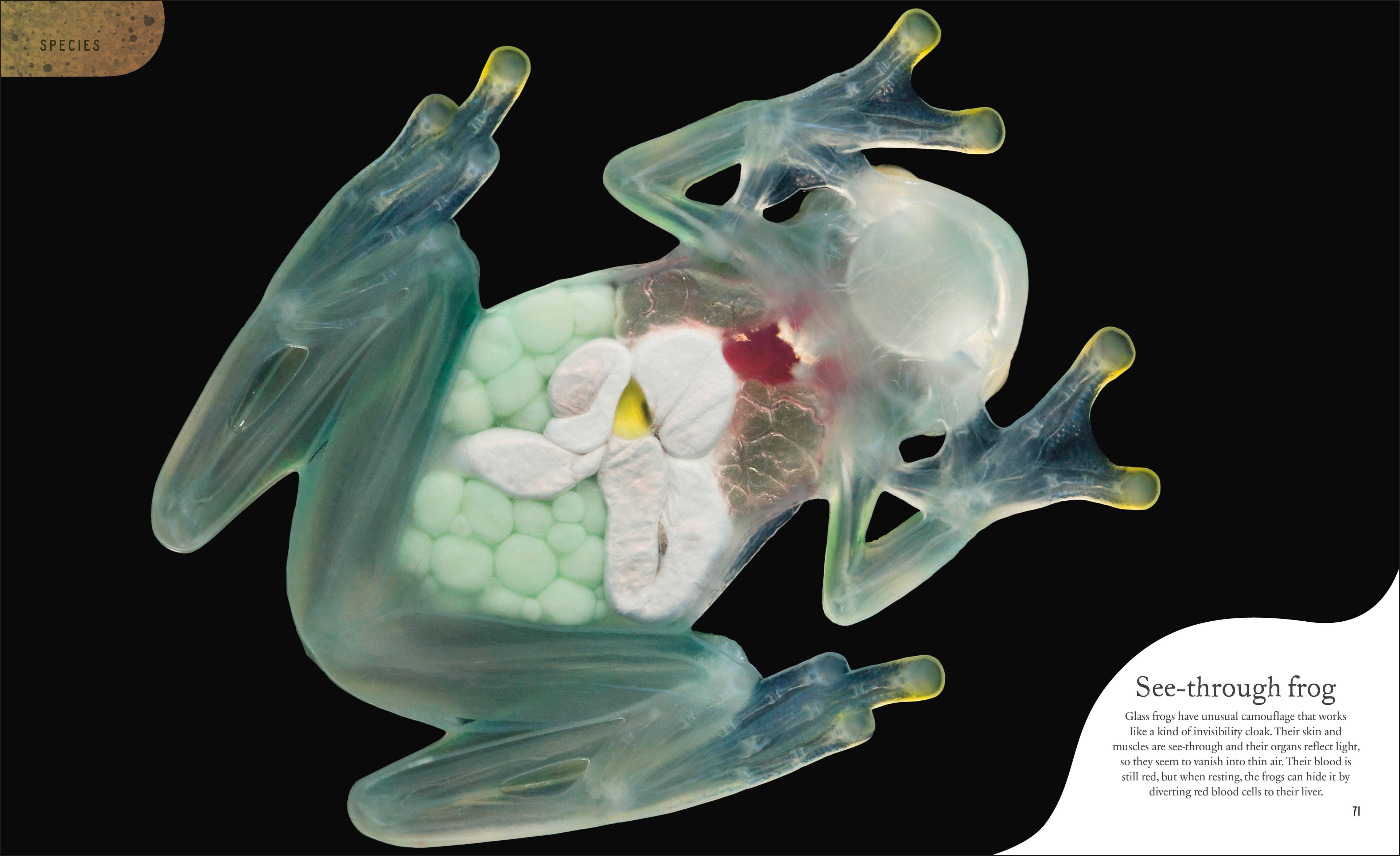 Weird and Wonderful Nature