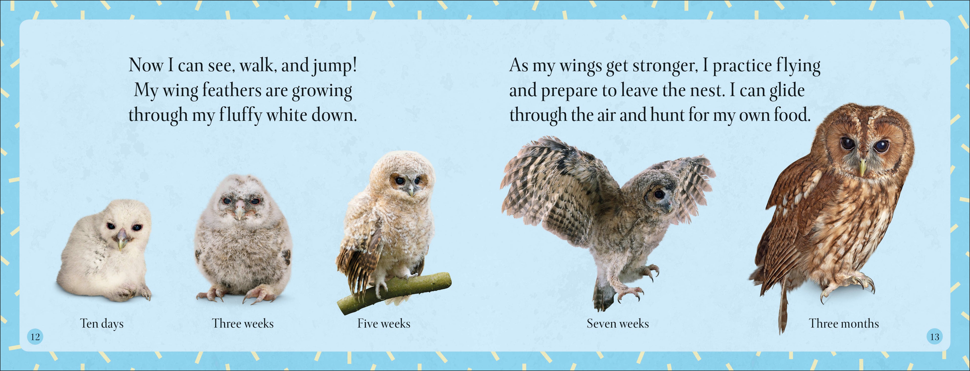 See How They Grow Forest-Spread, Image, (PRHC, Design, Do, Not, Use)-2