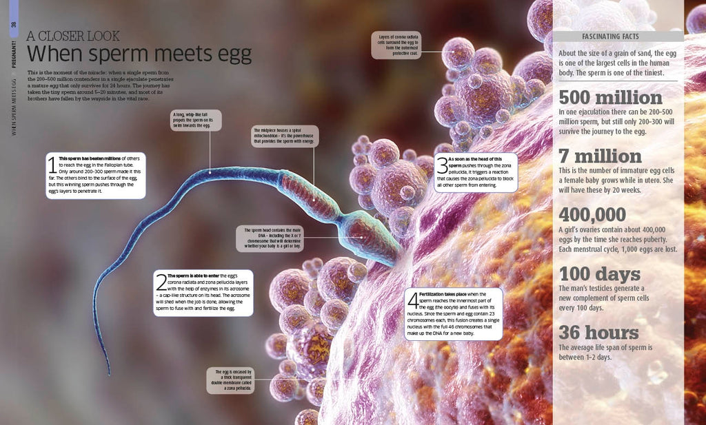 The Pregnancy Encyclopedia