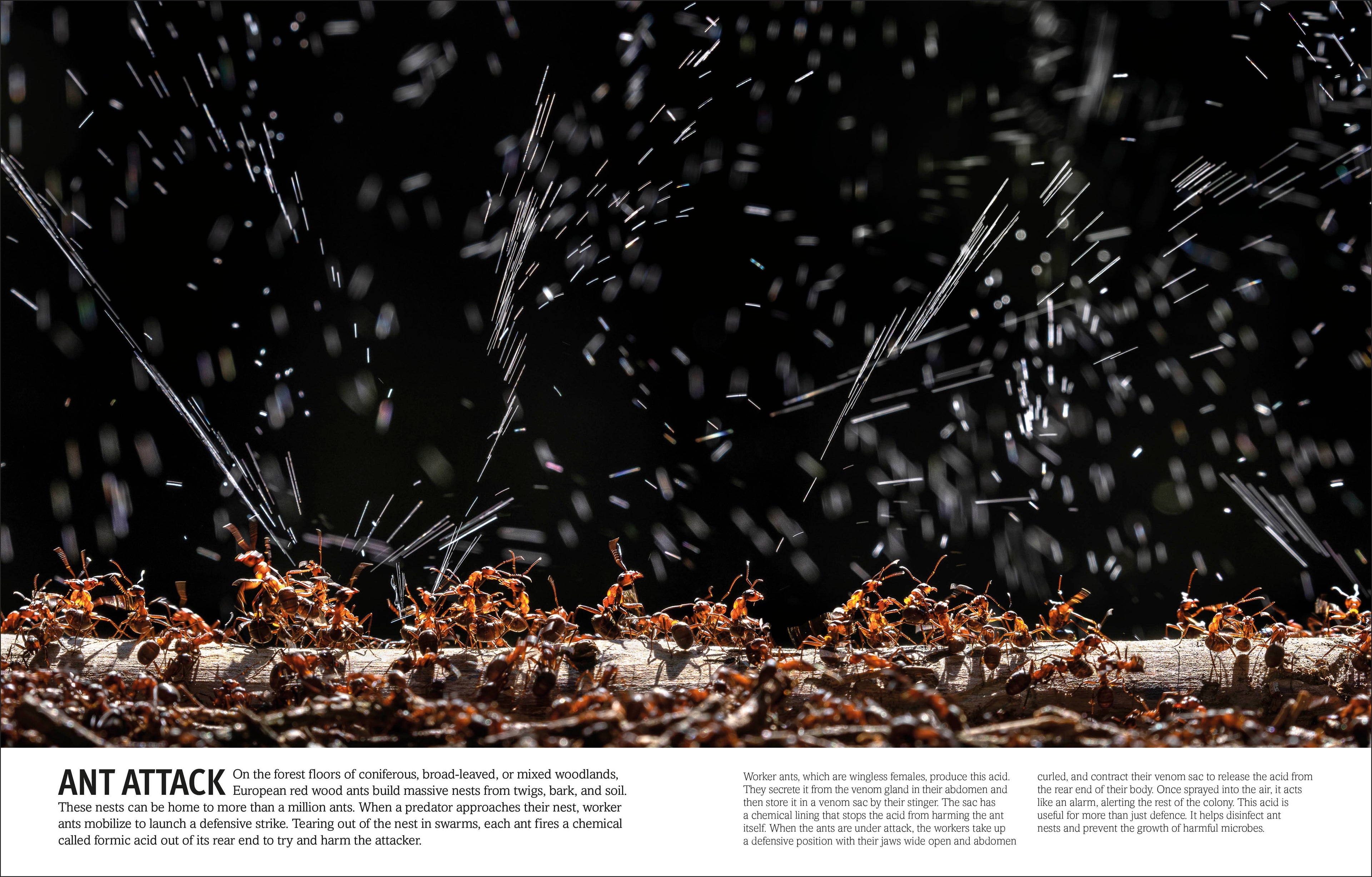 Our World in Pictures Bugs, Butterflies, Beetles and Bees