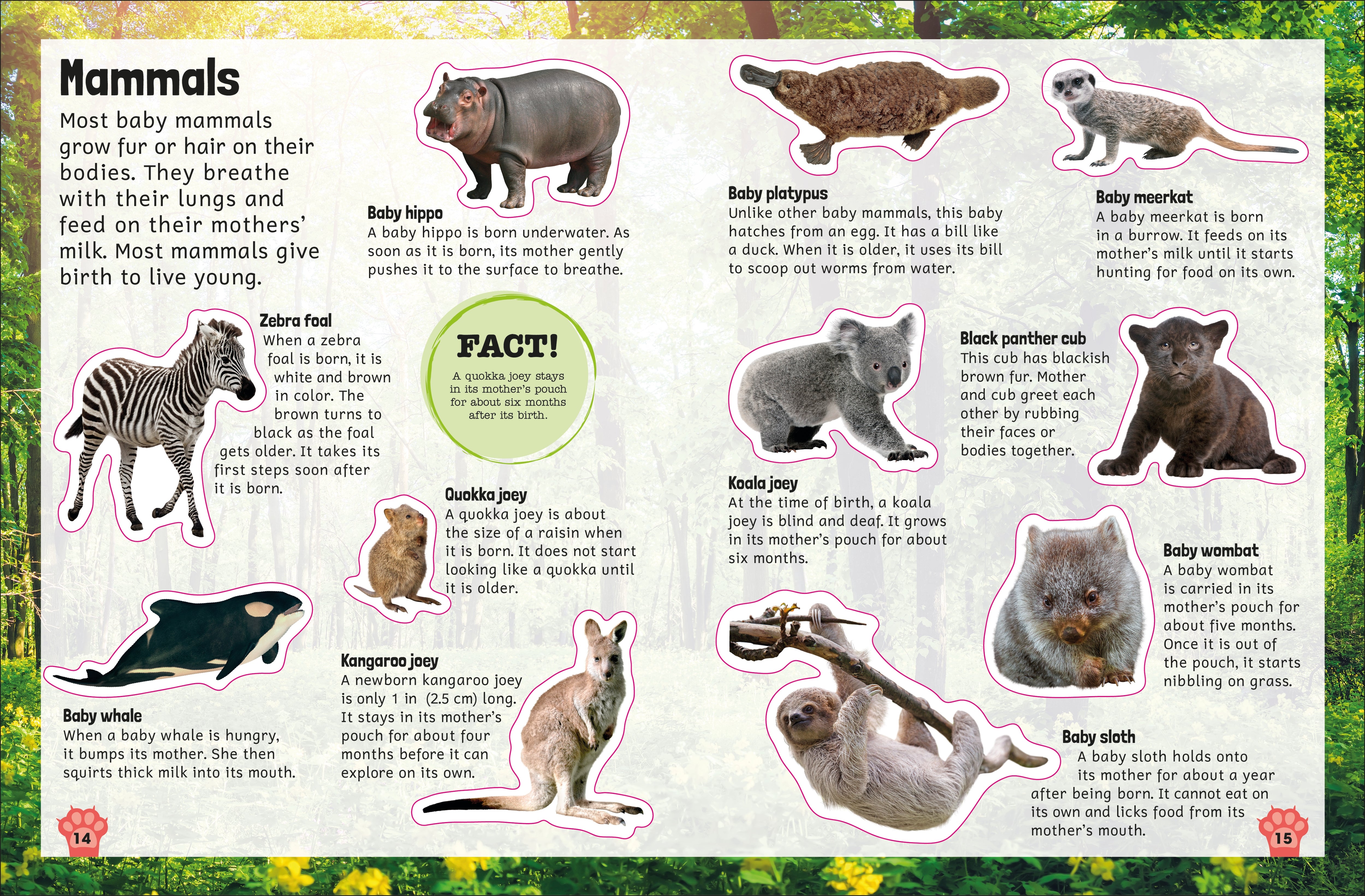 Sticker Encyclopedia Baby Animals – DK