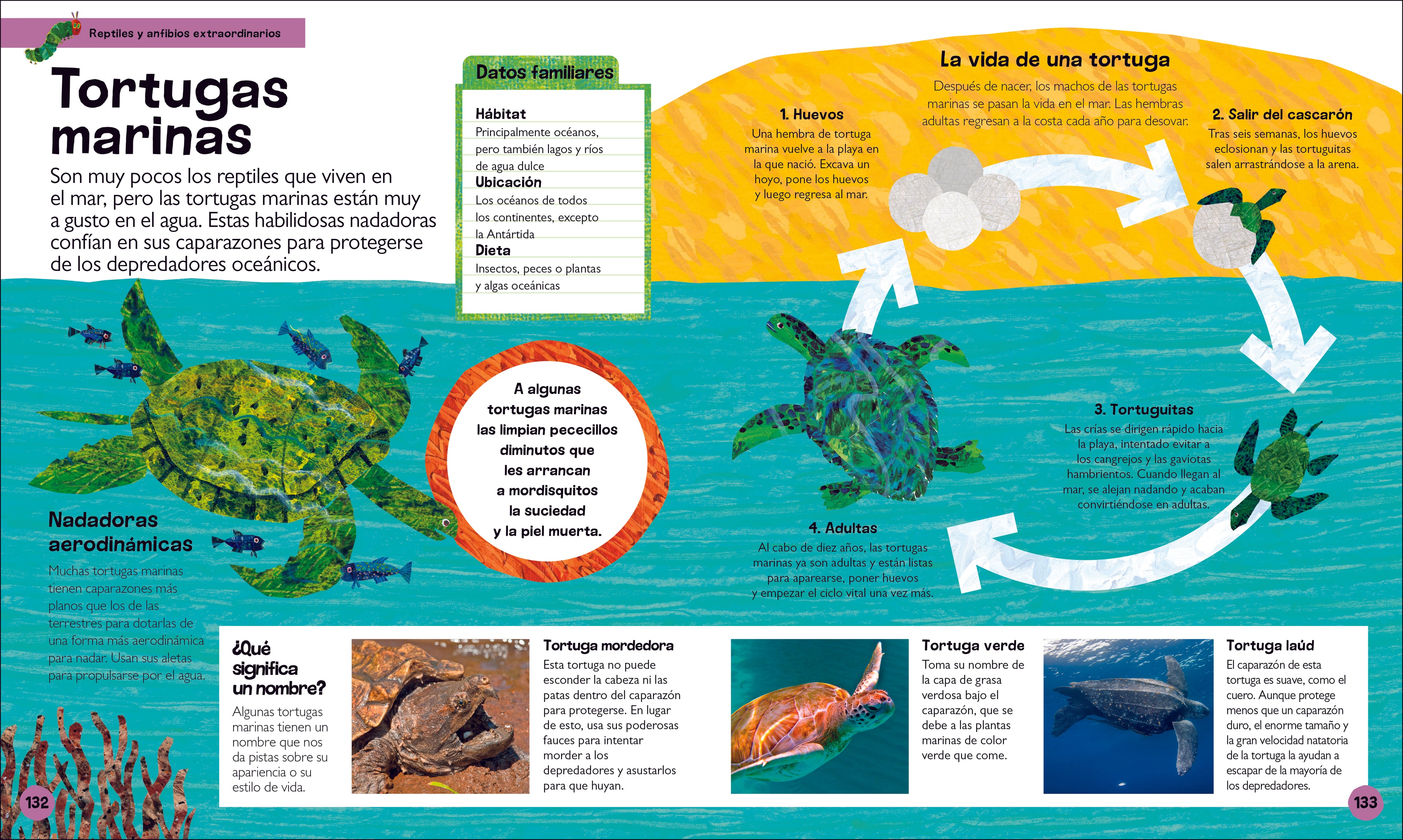 La oruga muy hambrienta Mi primera enciclopedia de animales (The Very Hungry Caterpillar's Very First Animal Encyclopedia)-Spread, Image, (PRHC, Design, Do, Not, Use)-4