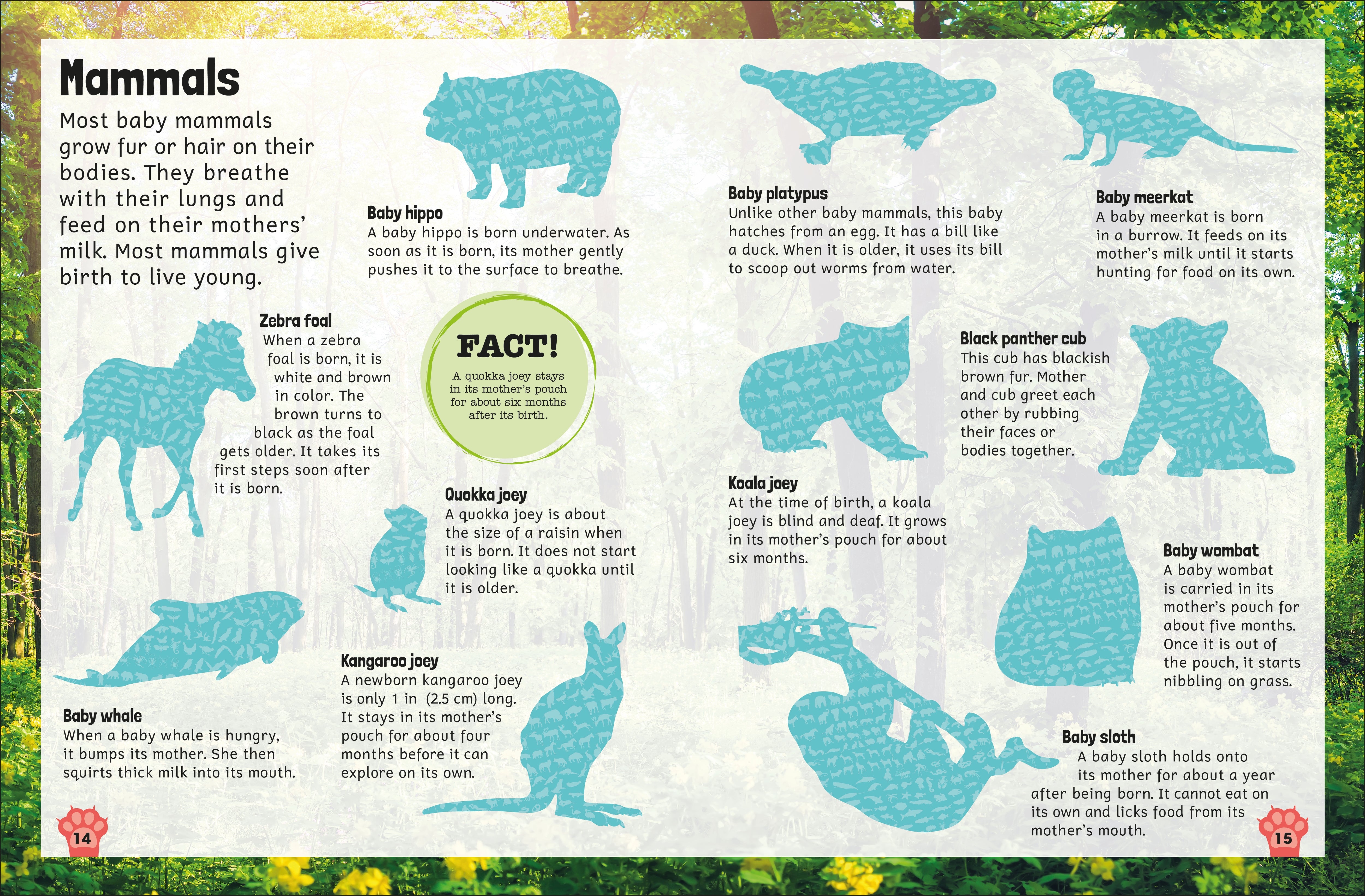 Sticker Encyclopedia Baby Animals – DK