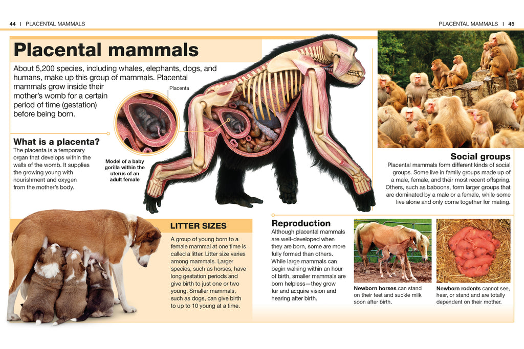 Pocket Genius: Mammals