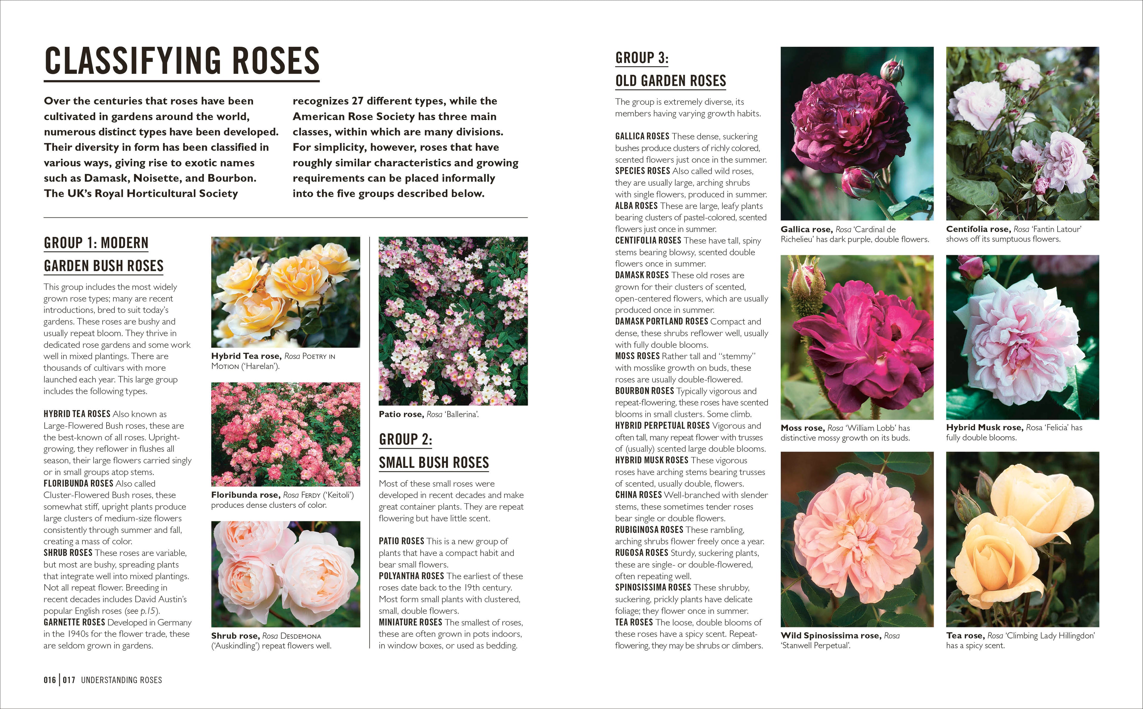 Grow Roses-Spread, Image, (PRHC, Design, Do, Not, Use)-2