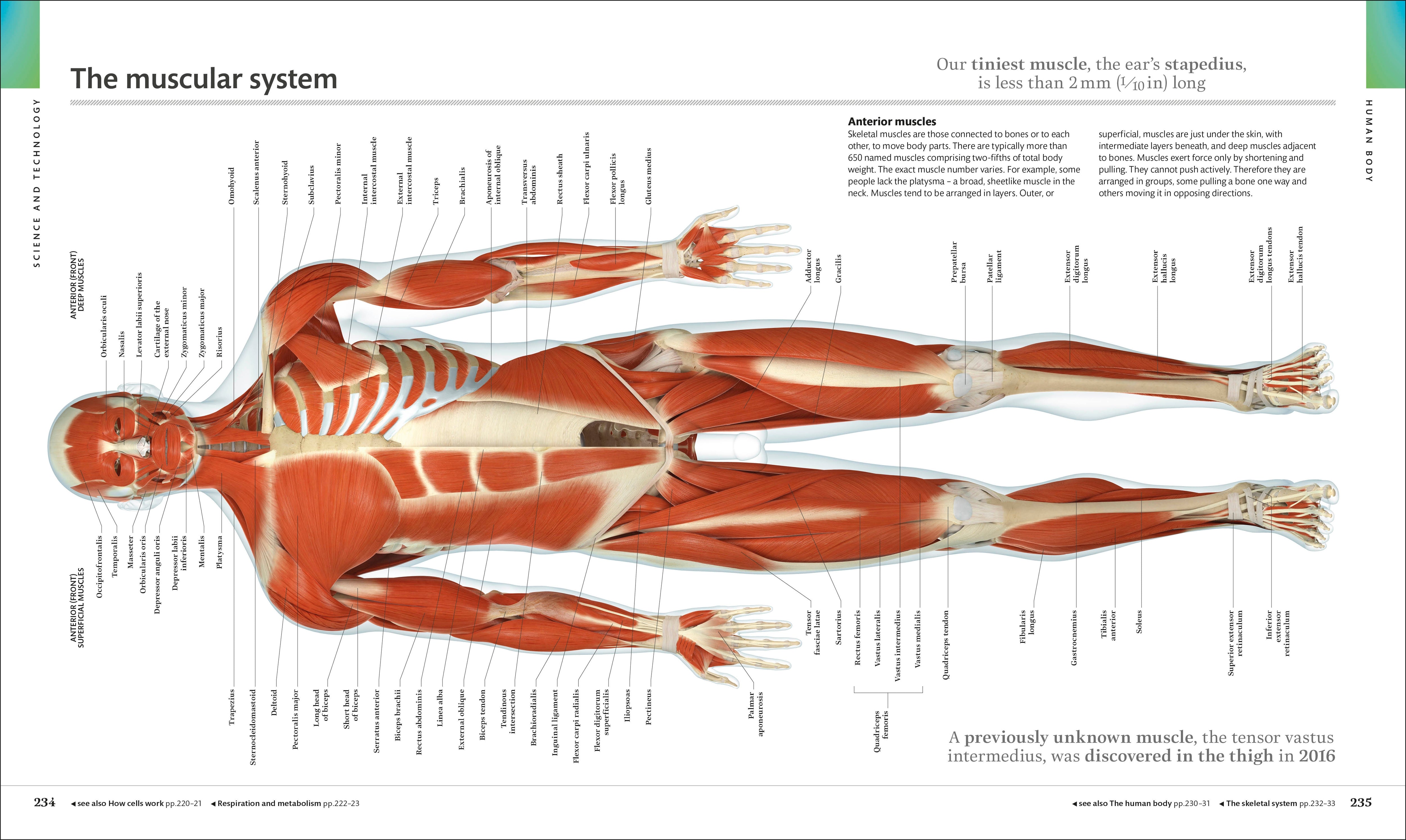 The Visual Encyclopedia – DK