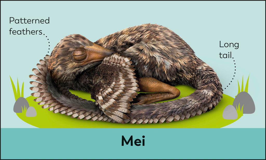 My First Dinosaur Flash Cards