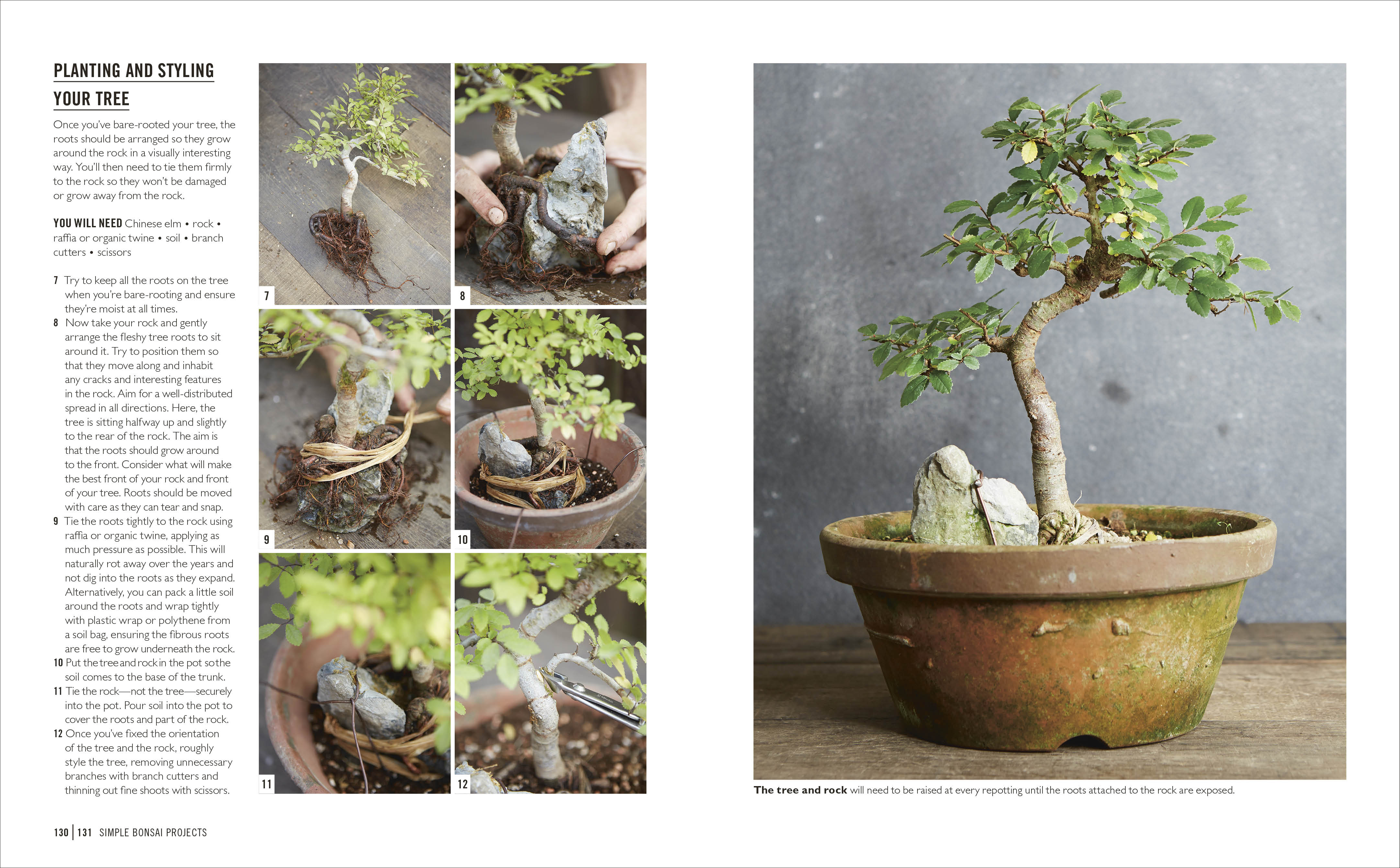 Grow Bonsai – DK