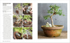 Grow Bonsai-image