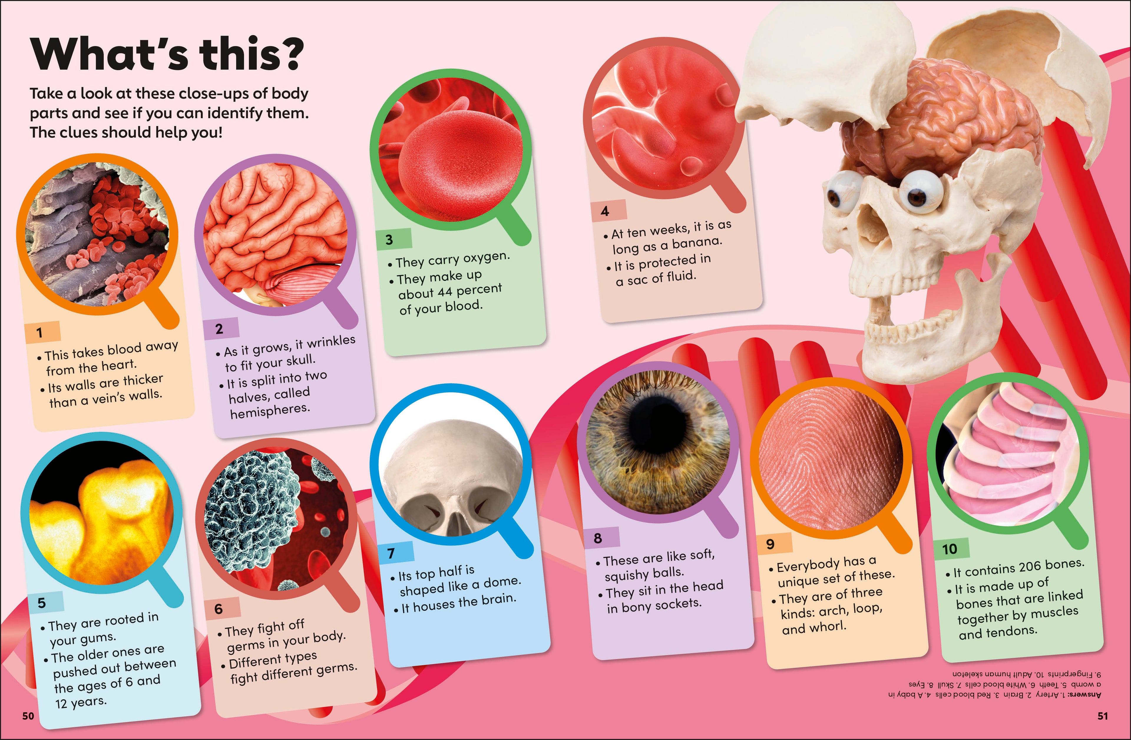 Eyewonder Human Body-Spread, Image, (PRHC, Design, Do, Not, Use)-6