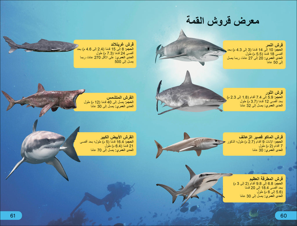 DK Super Readers Level 4 Shark Apex Predator (Arabic translation)-Spread, Image, (PRHC, Design, Do, Not, Use)-3