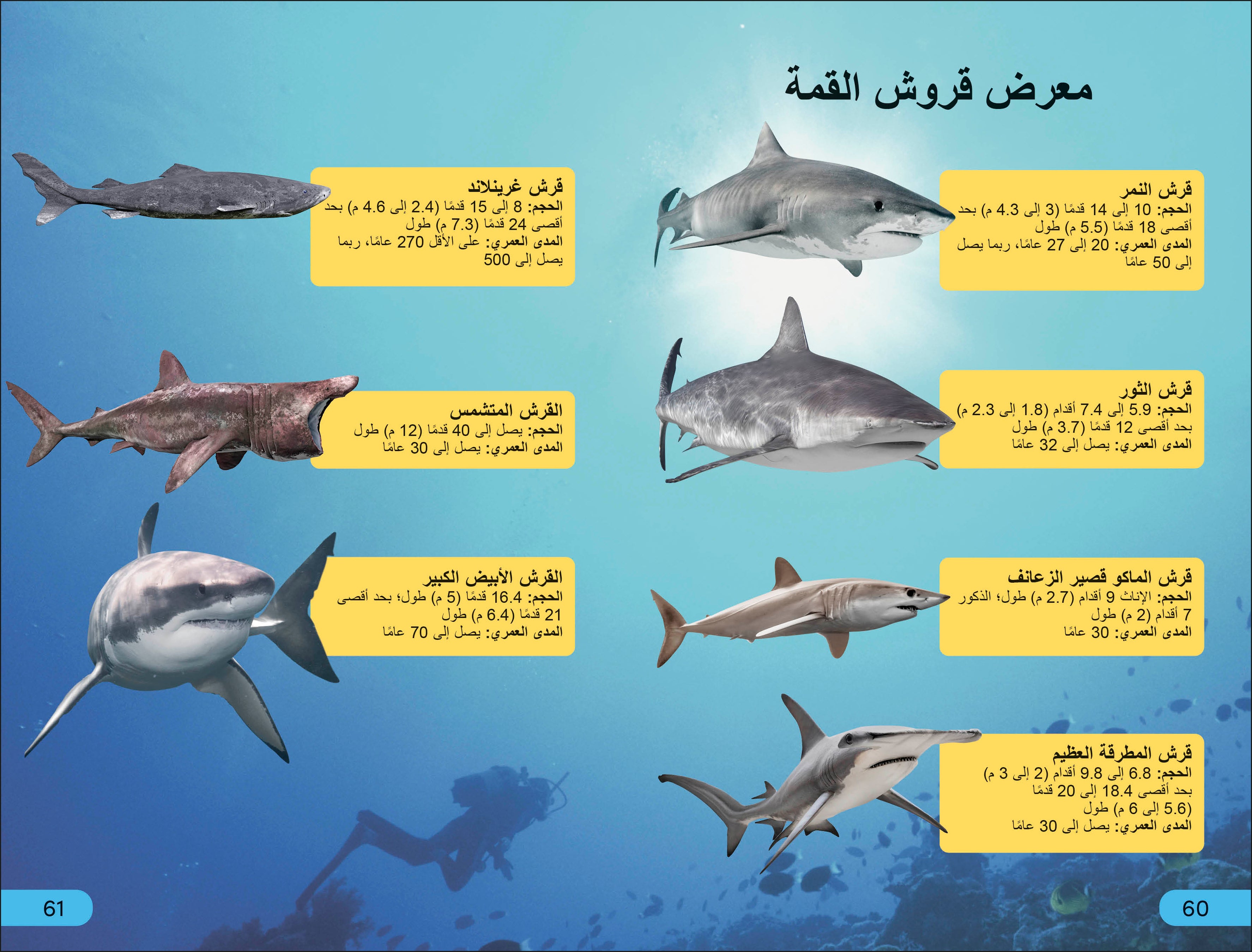 DK Super Readers Level 4 Shark Apex Predator (Arabic translation)-Spread, Image, (PRHC, Design, Do, Not, Use)-3