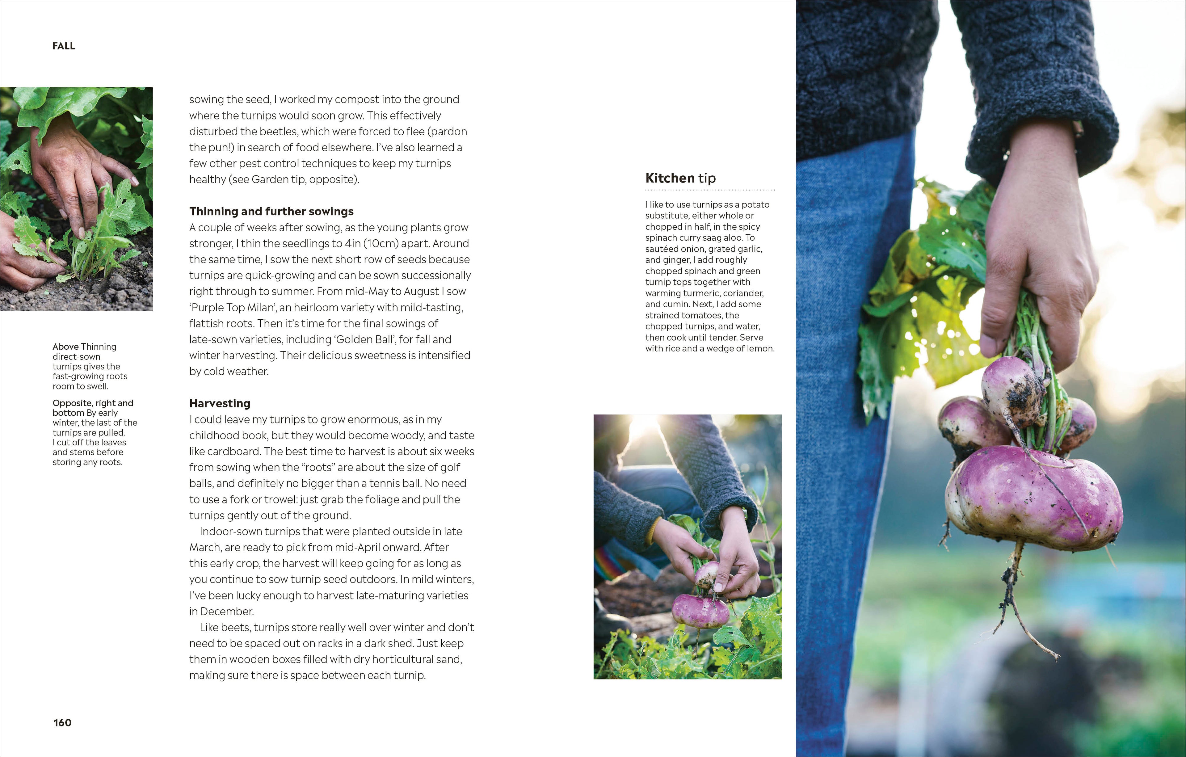 Rekha's Kitchen Garden-image