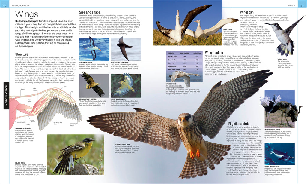 Bird-Spread, Image, (PRHC, Design, Do, Not, Use)-2