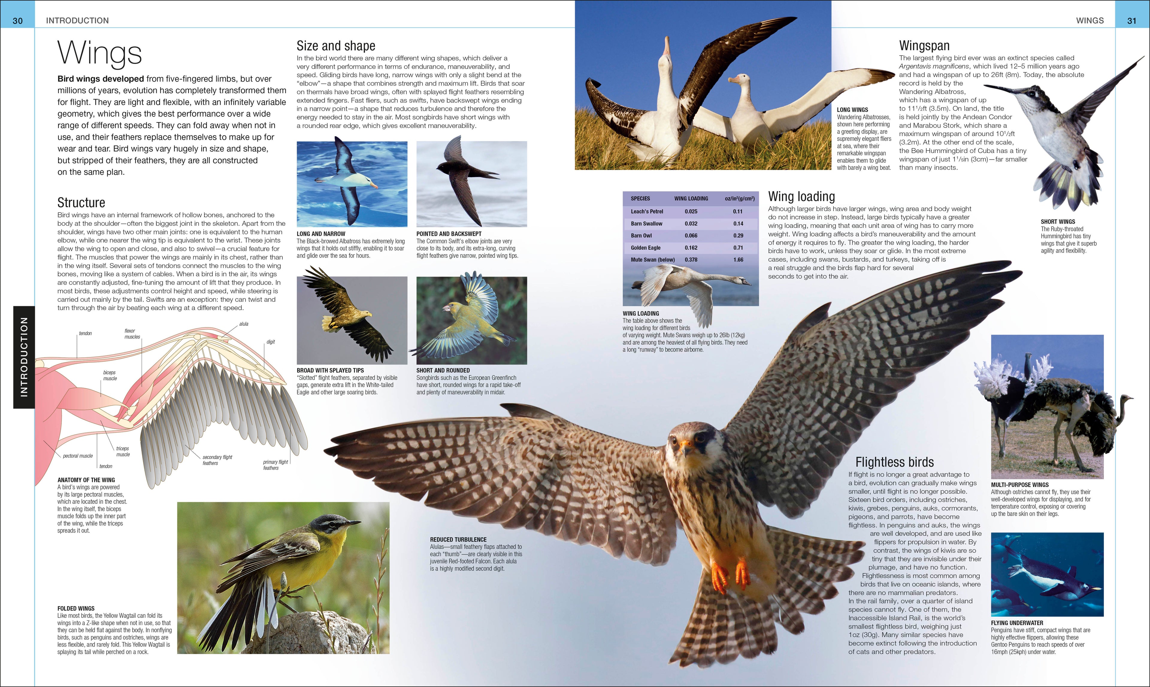 Bird-Spread, Image, (PRHC, Design, Do, Not, Use)-2