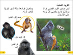 DK Super Readers Level 2 Wild Baby Animals (Arabic translation)-Spread, Image, (PRHC, Design, Do, Not, Use)-3