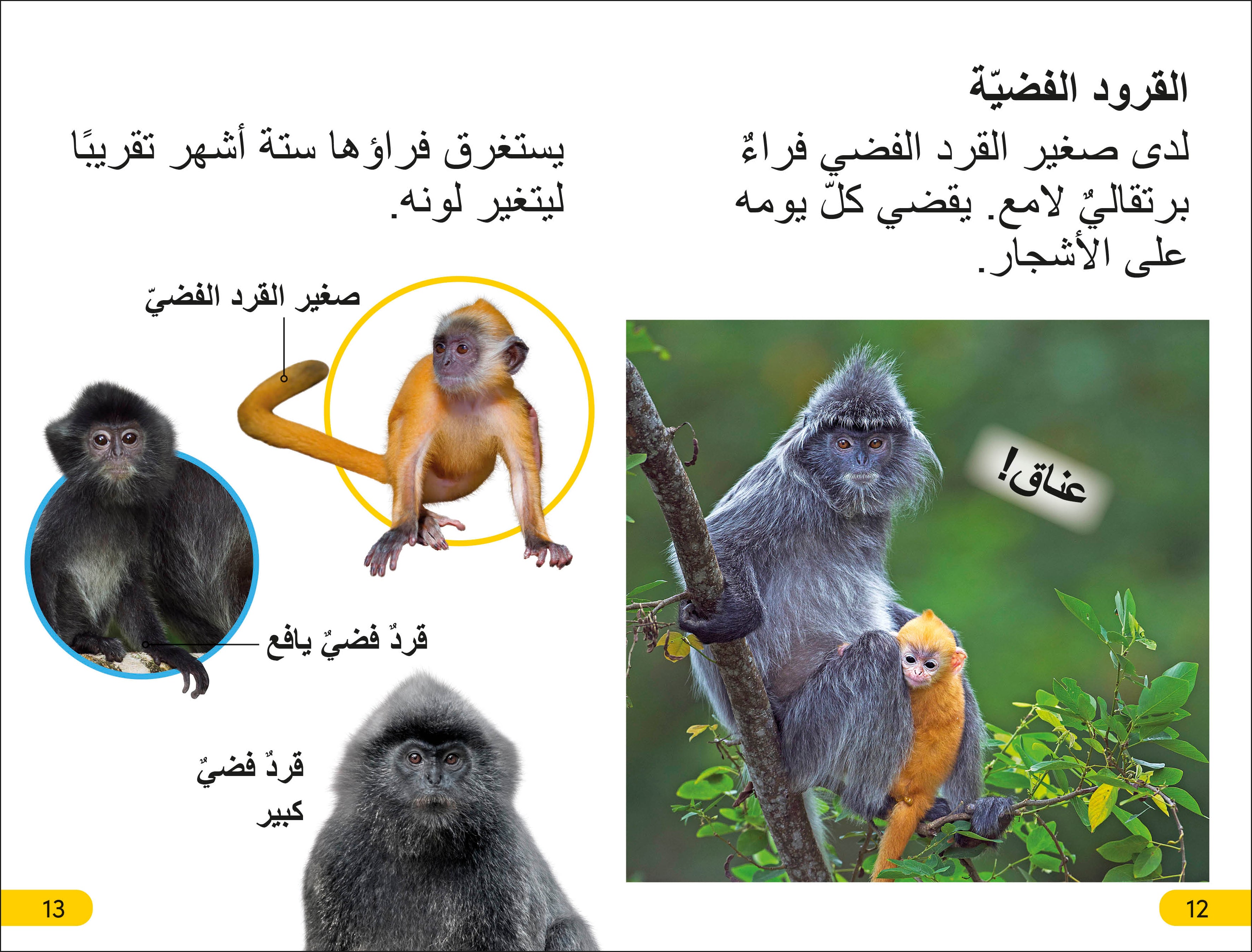 DK Super Readers Level 2 Wild Baby Animals (Arabic translation)-Spread, Image, (PRHC, Design, Do, Not, Use)-3