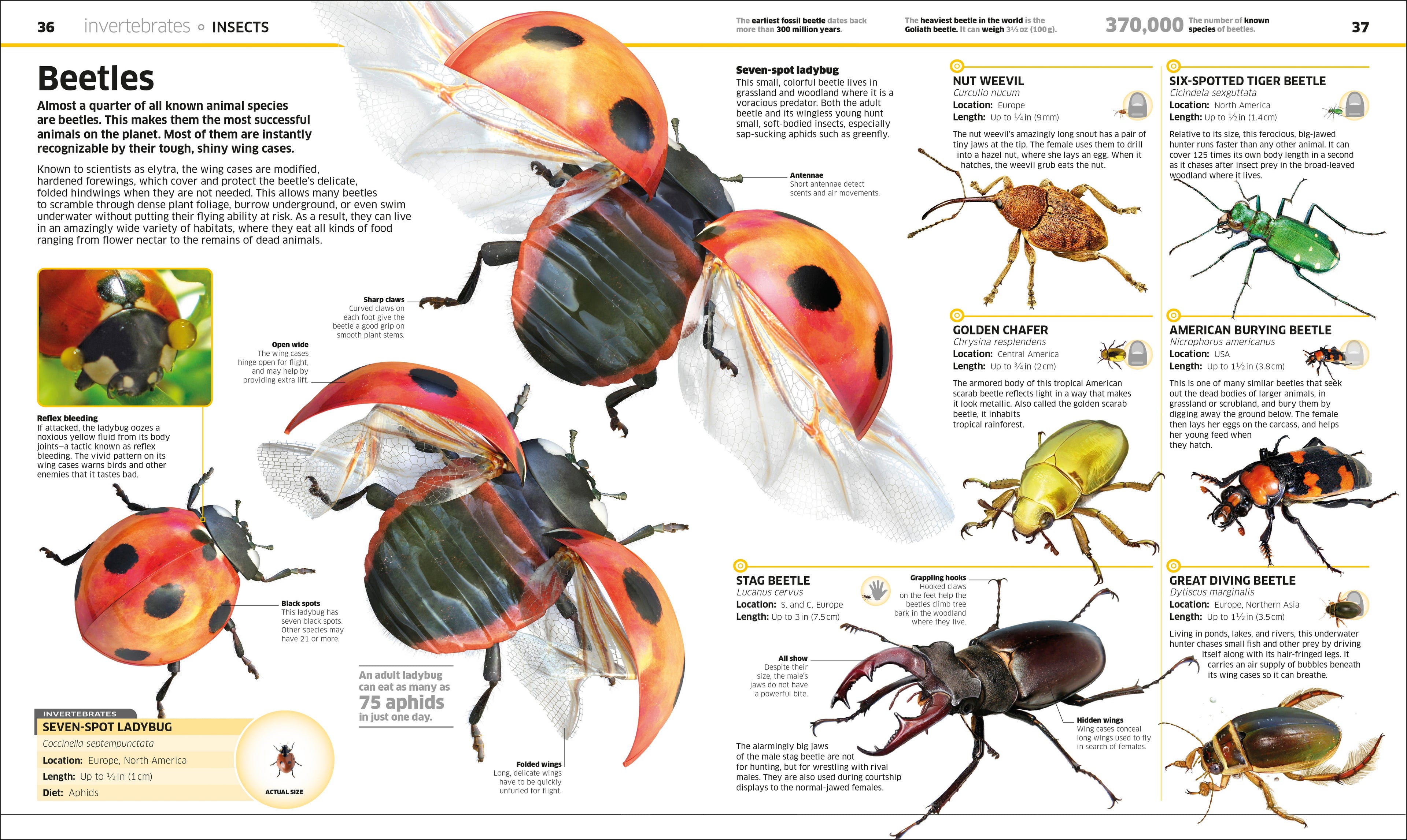 Knowledge Encyclopedia Animal!