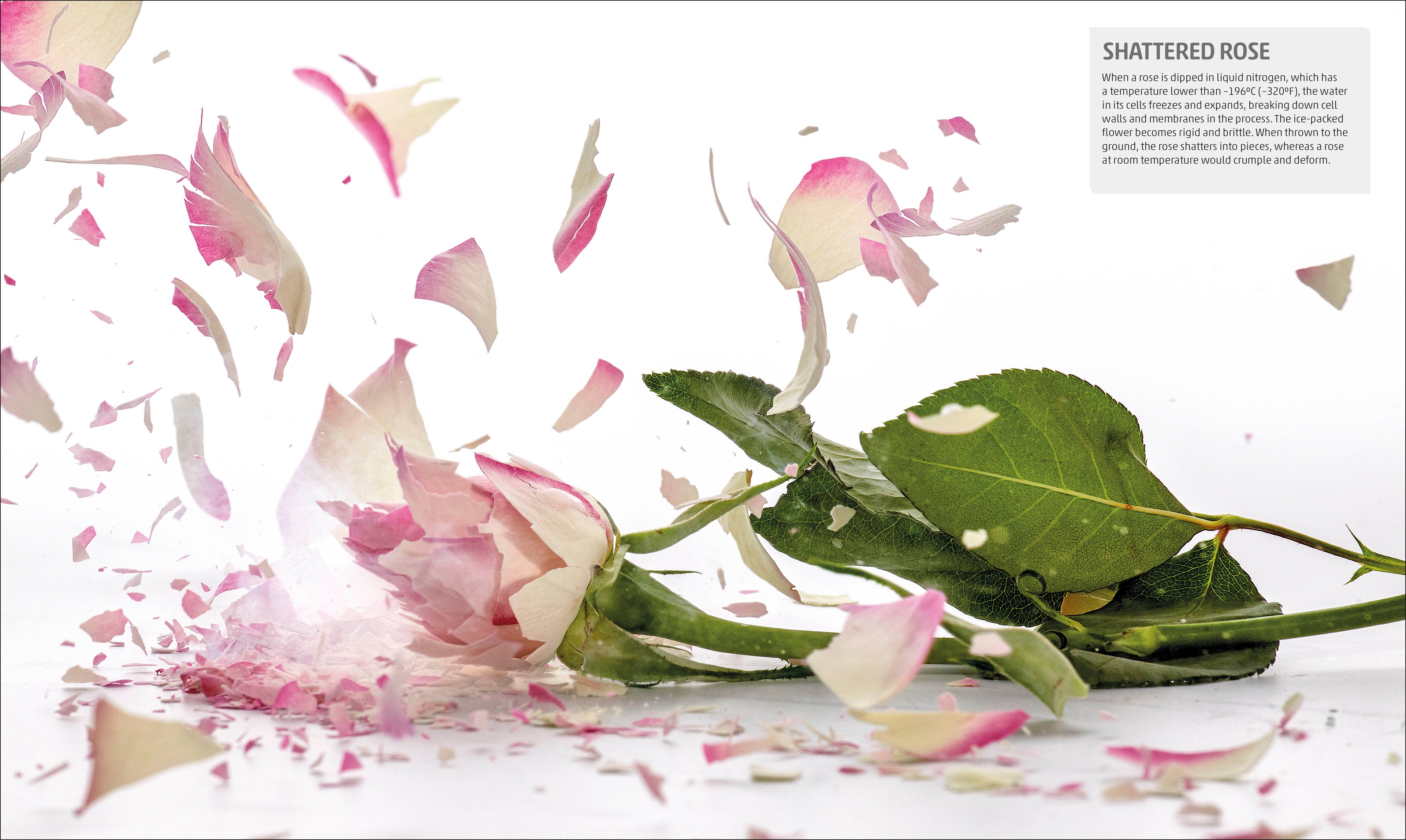 Explanatorium of Science-Spread, Image, (PRHC, Design, Do, Not, Use)-5