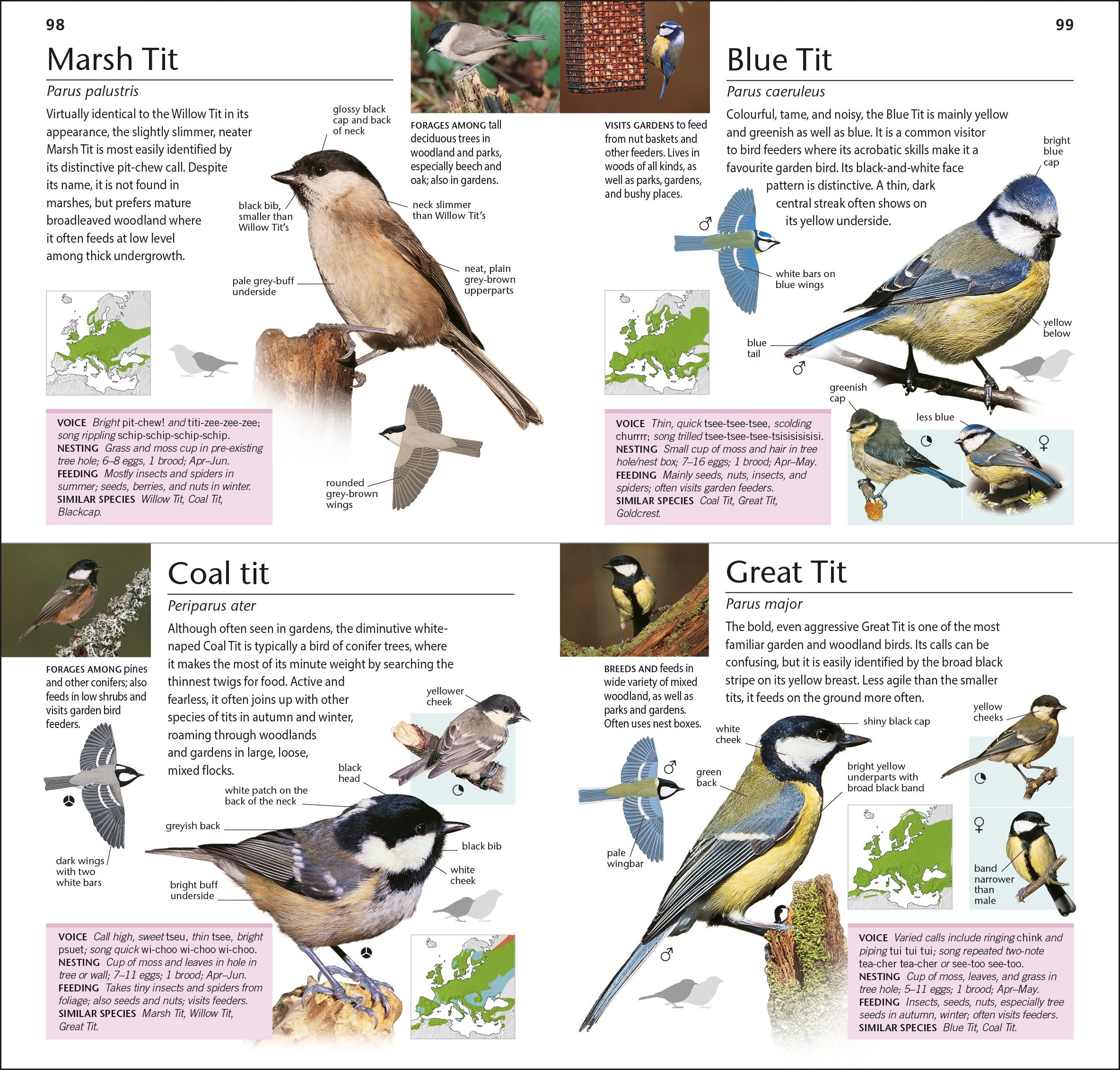 RSPB Pocket Garden Birdwatch