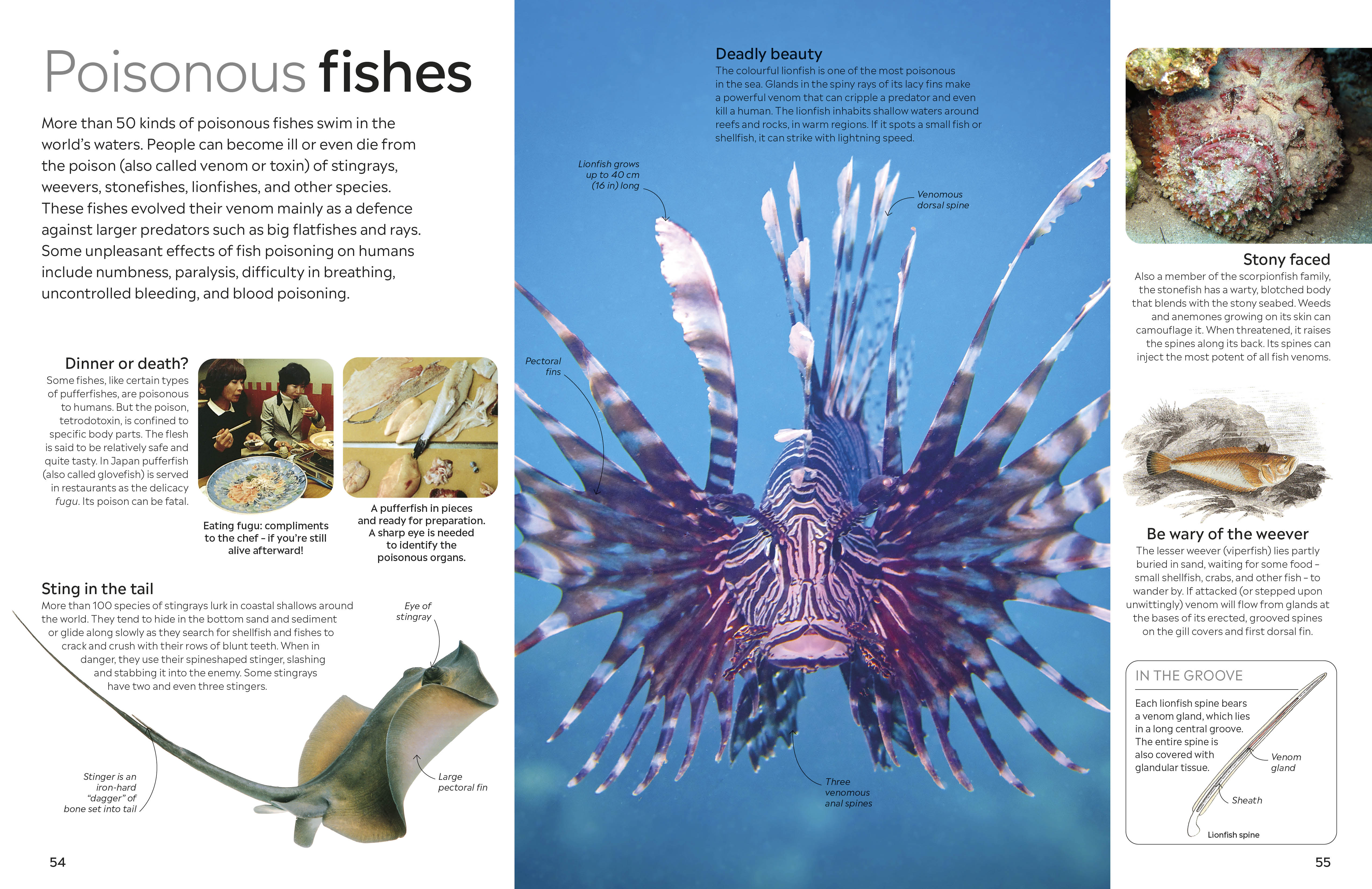 Fish – DK