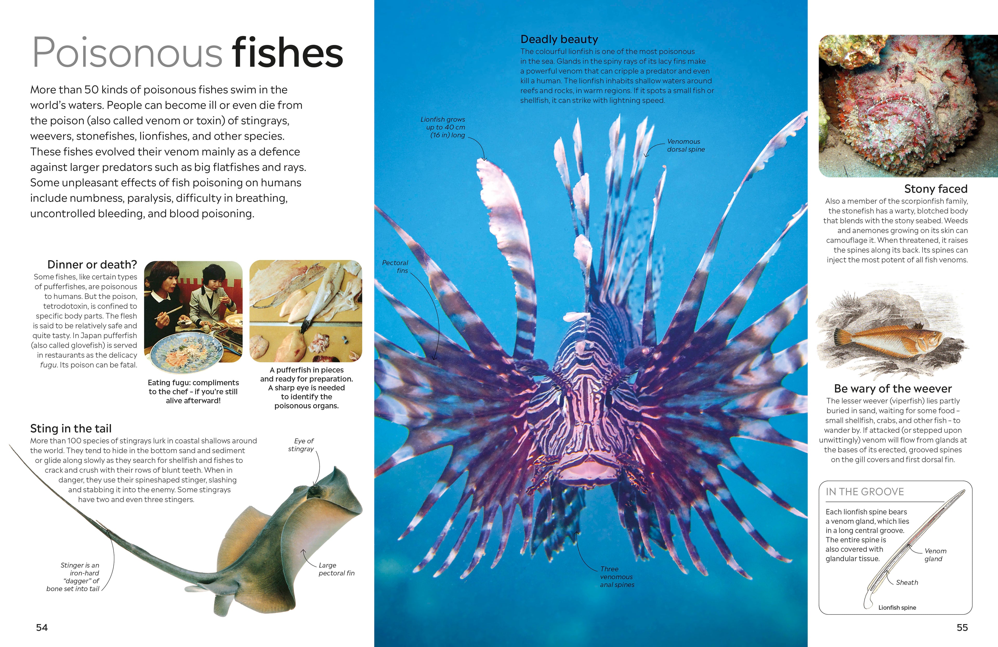 Fish-Spread, Image, (PRHC, Design, Do, Not, Use)-3