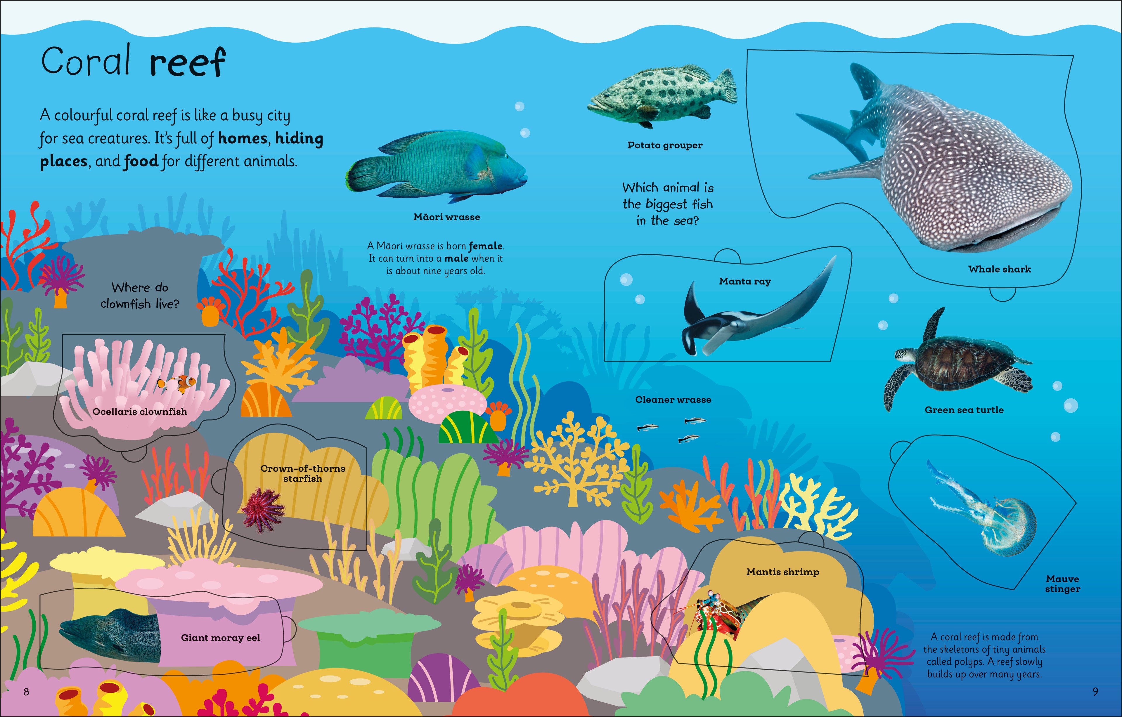 My Very Important Lift-the-Flap Book: Animals-Spread, Image, (PRHC, Design, Do, Not, Use)-1