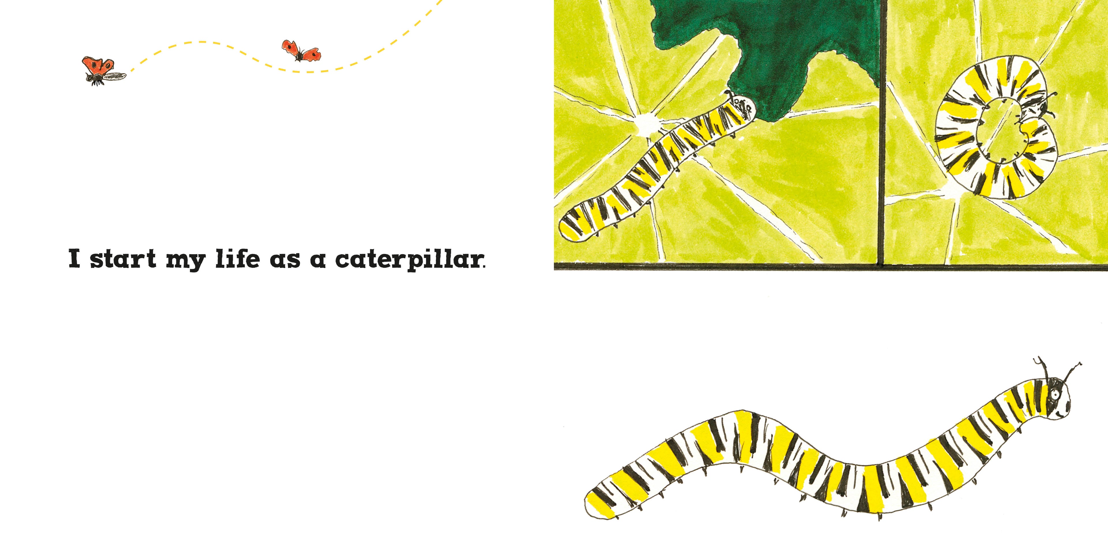 Roxy the Butterfly-Spread, Image, (PRHC, Design, Do, Not, Use)-1