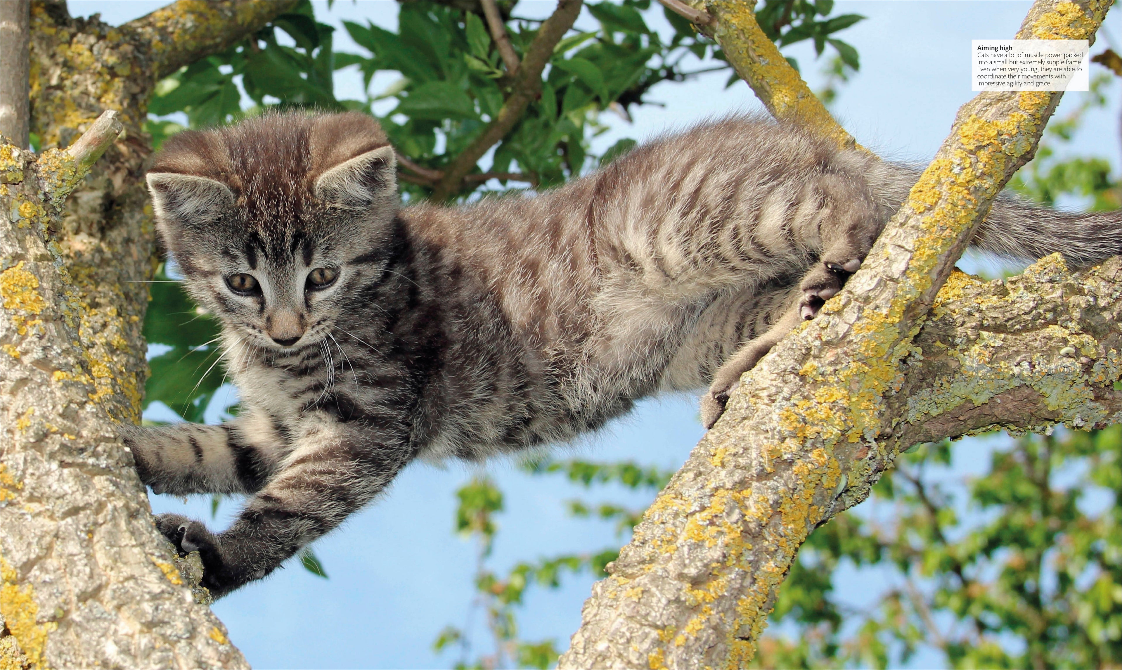 The Cat Encyclopedia-Spread, Image, (PRHC, Design, Do, Not, Use)-2