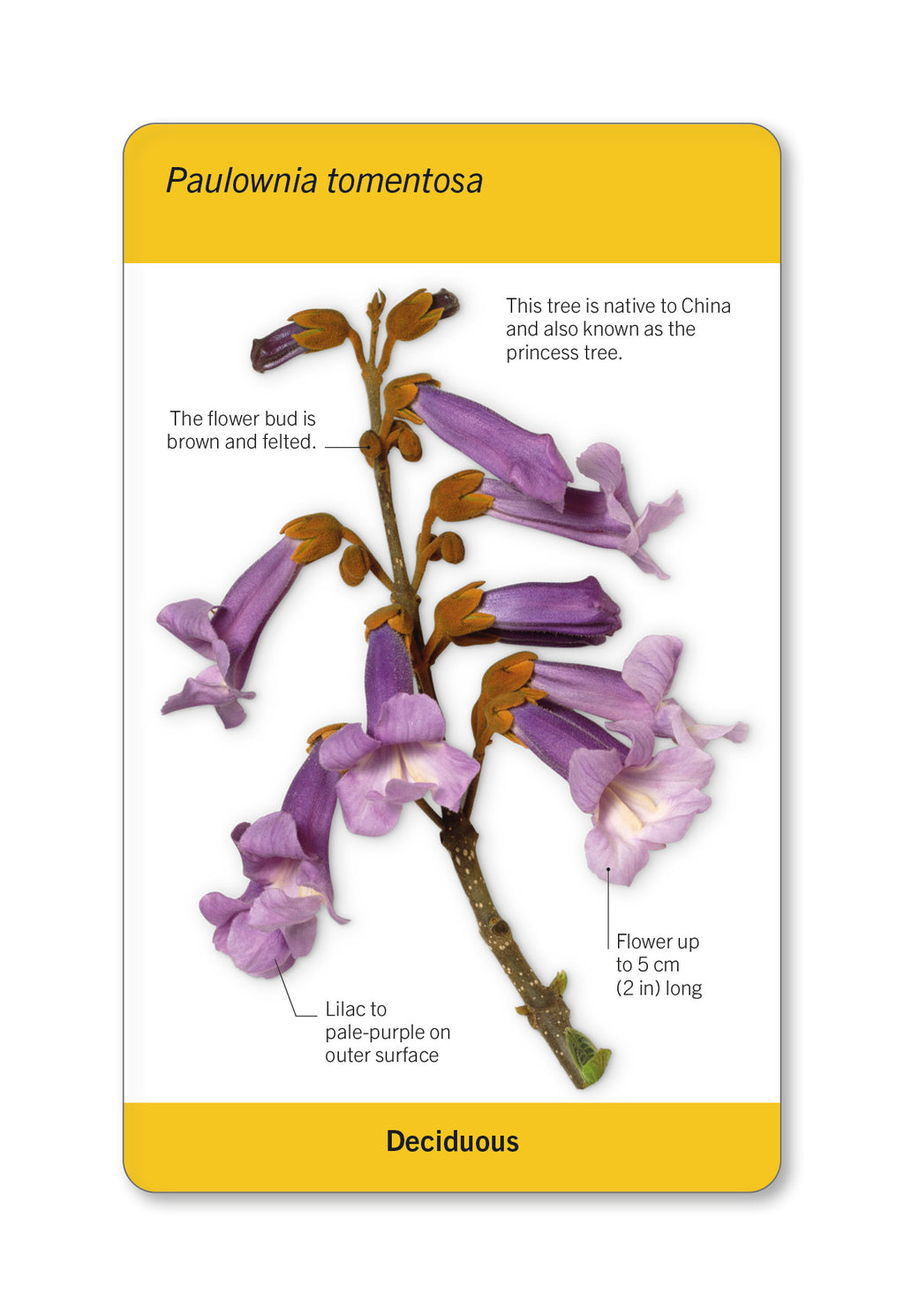 Our World in Pictures Trees of the World Flash Cards-spread image