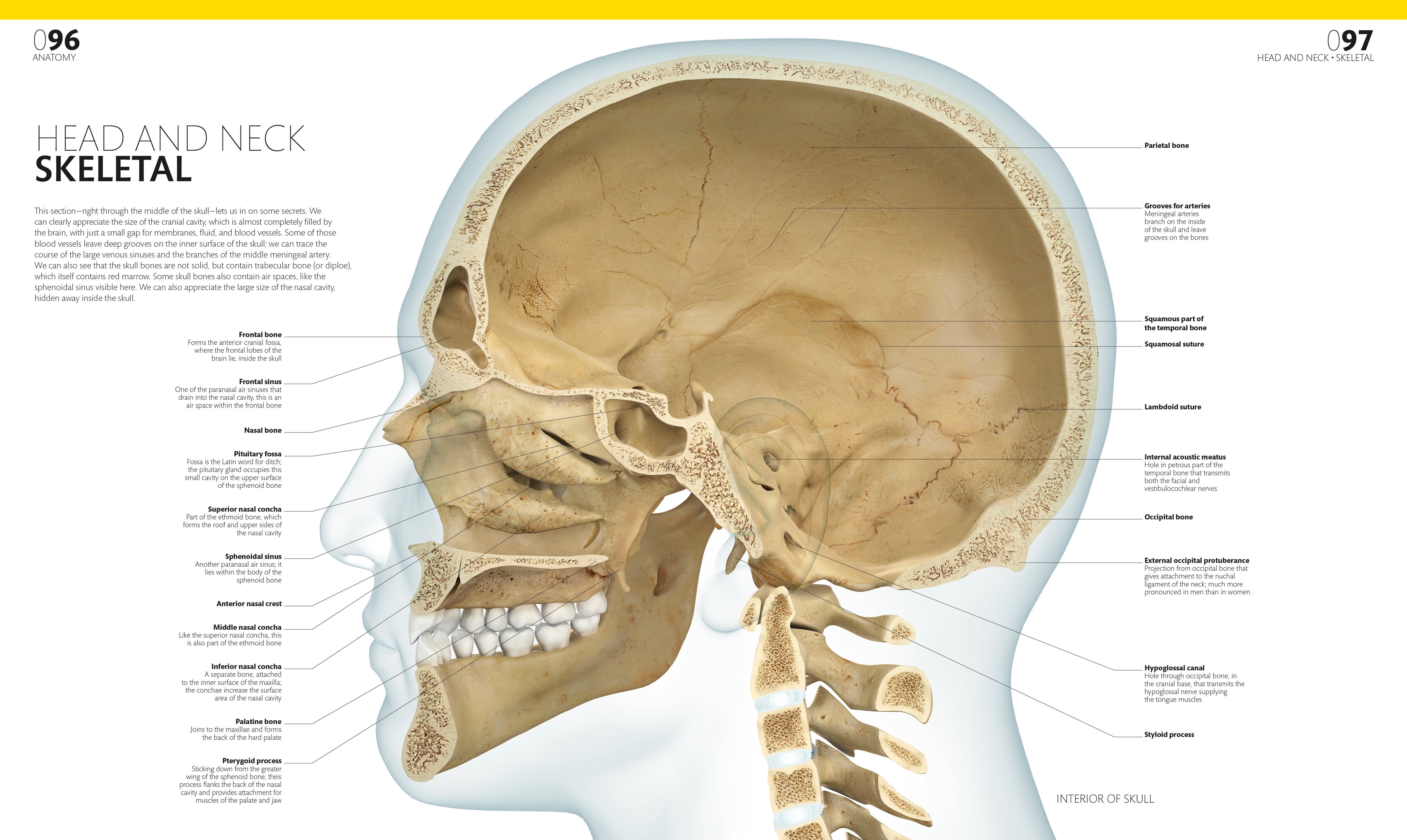 THE COMPLETE HUMAN BODY 2nd Edition The Complete Human Body – DK