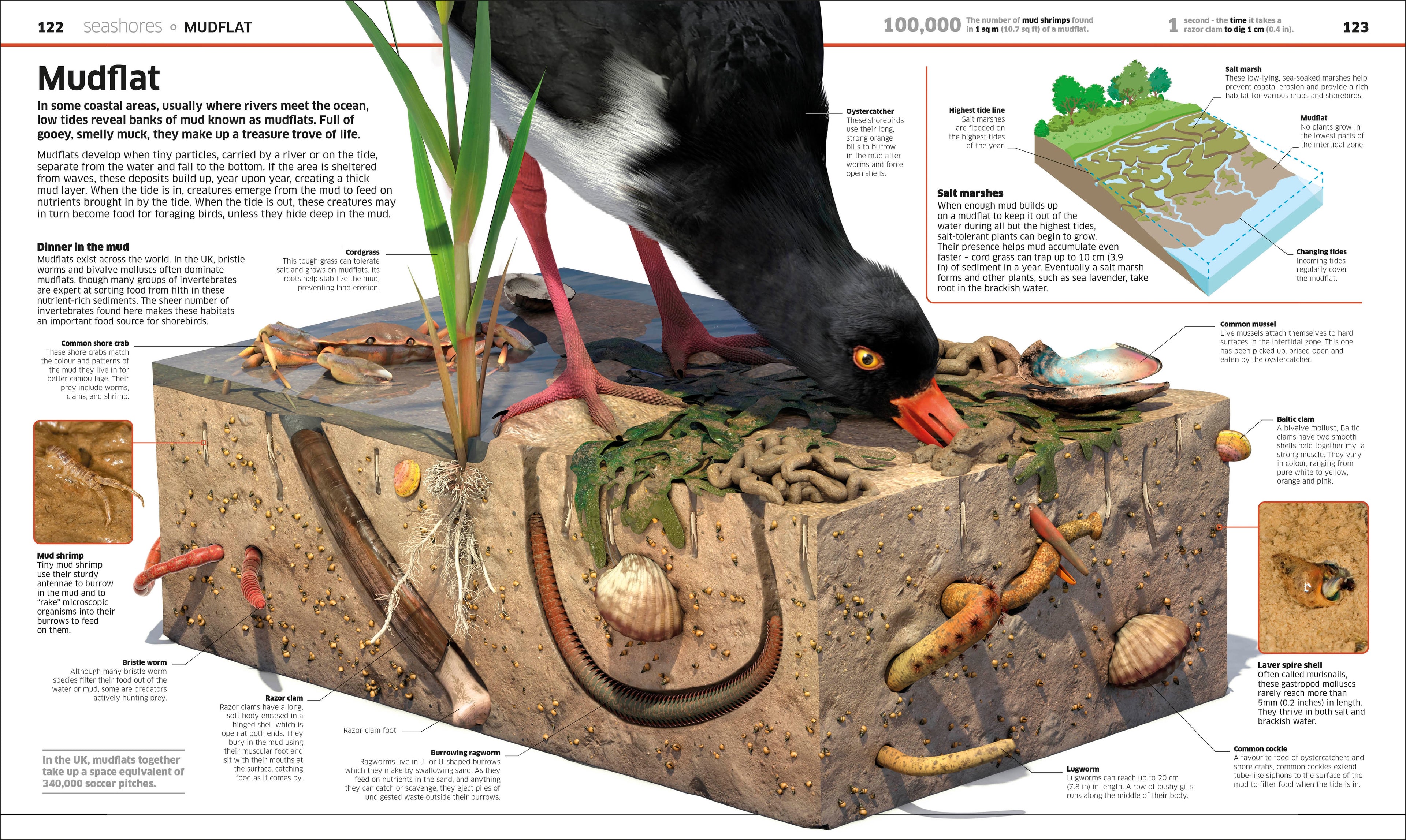 Knowledge Encyclopedia Ocean!