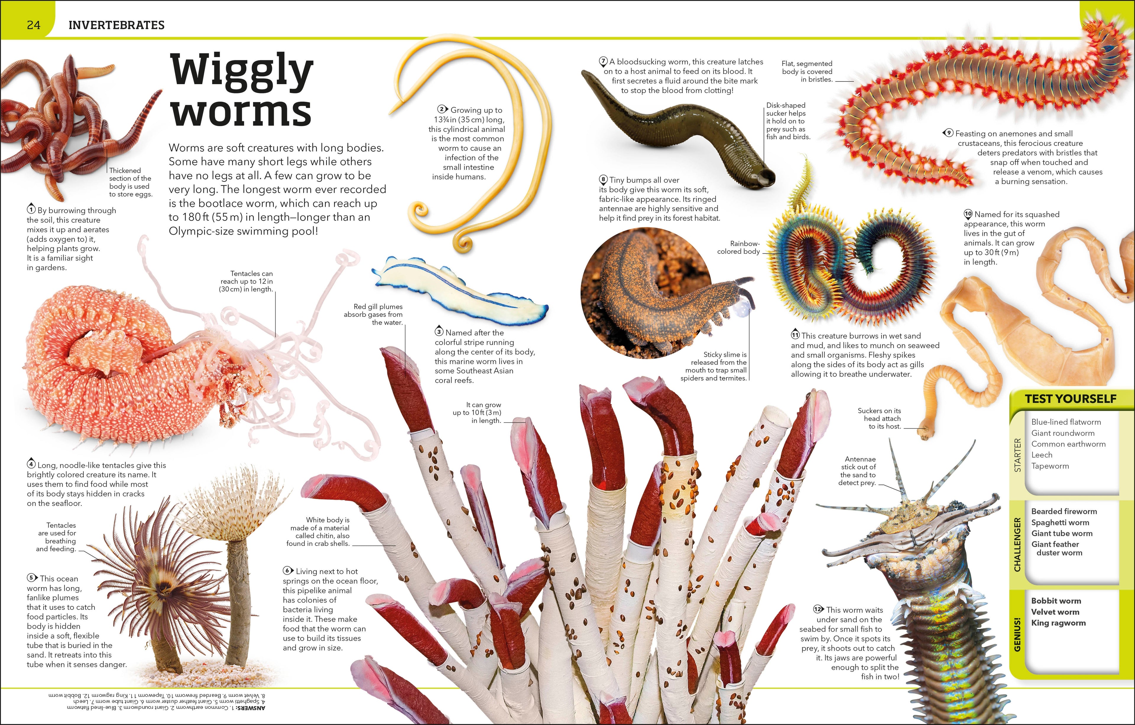 Animal Knowledge Genius!