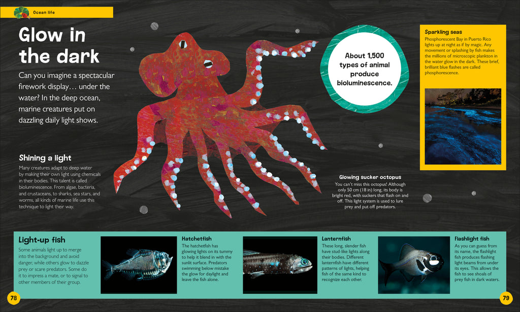The Very Hungry Caterpillar's Very First Ocean Encyclopedia-Spread, Image, (PRHC, Design, Do, Not, Use)-4