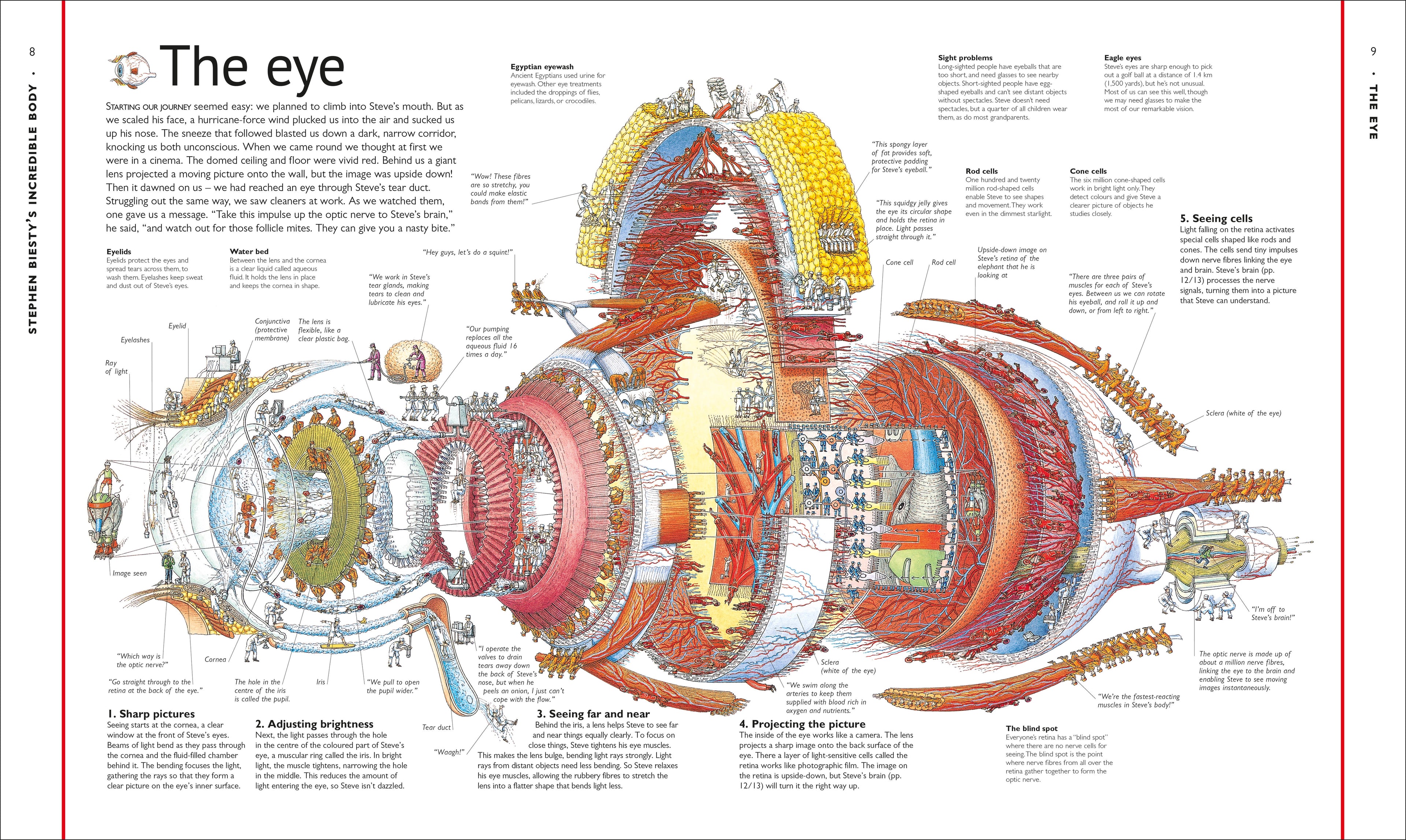 Stephen Biesty's Incredible Body Cross-Sections