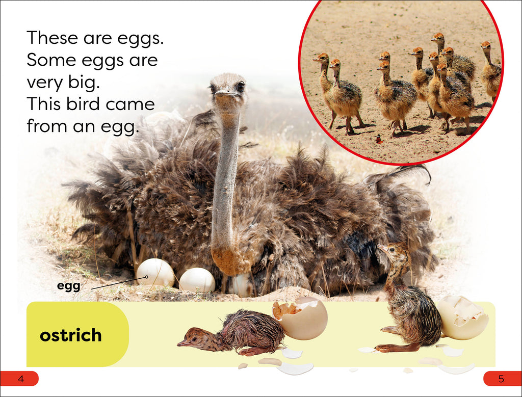 DK Super Readers Pre-Level What Starts in an Egg?