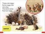 DK Super Readers Pre-Level What Starts in an Egg?