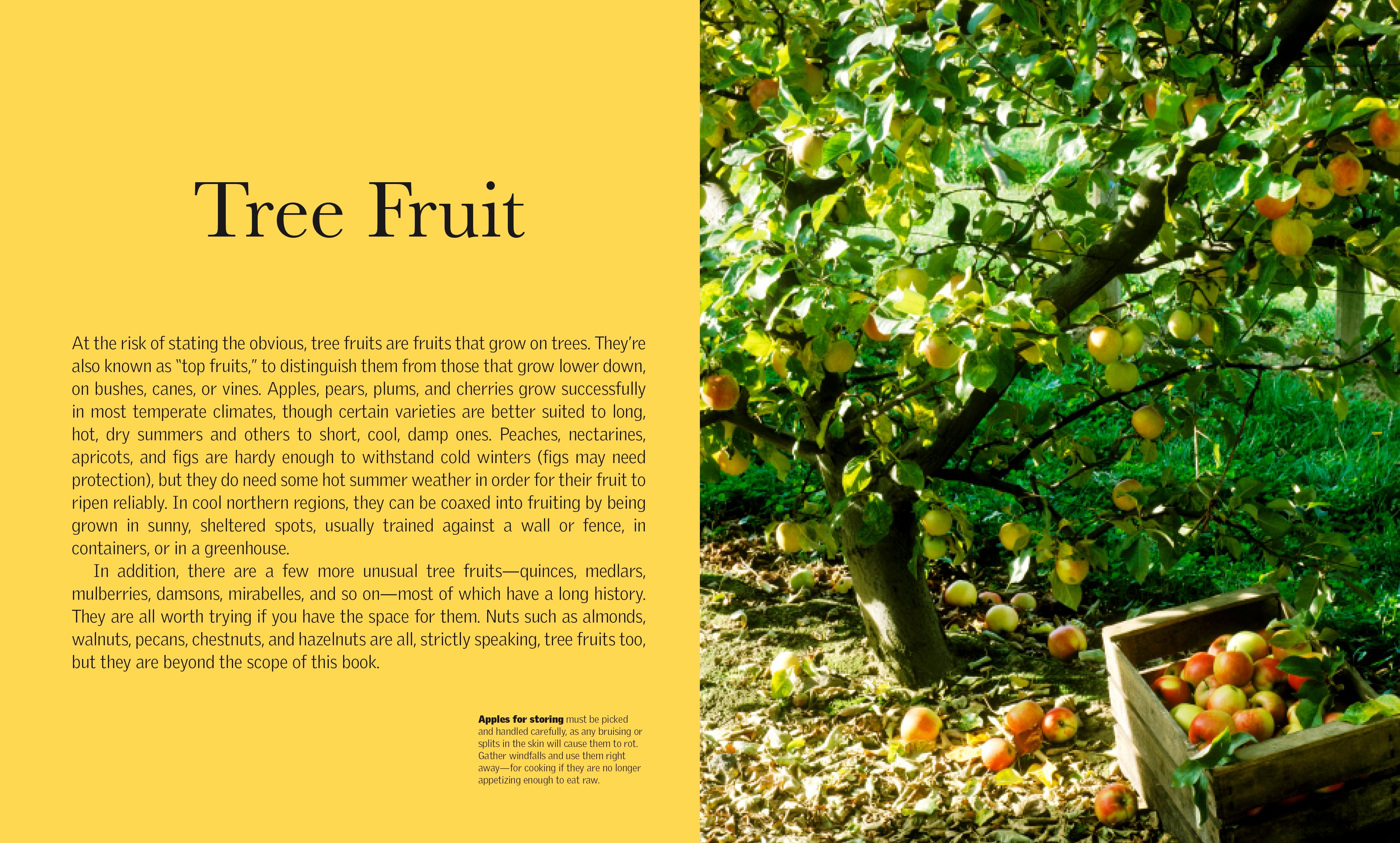 Grow Fruit – DK